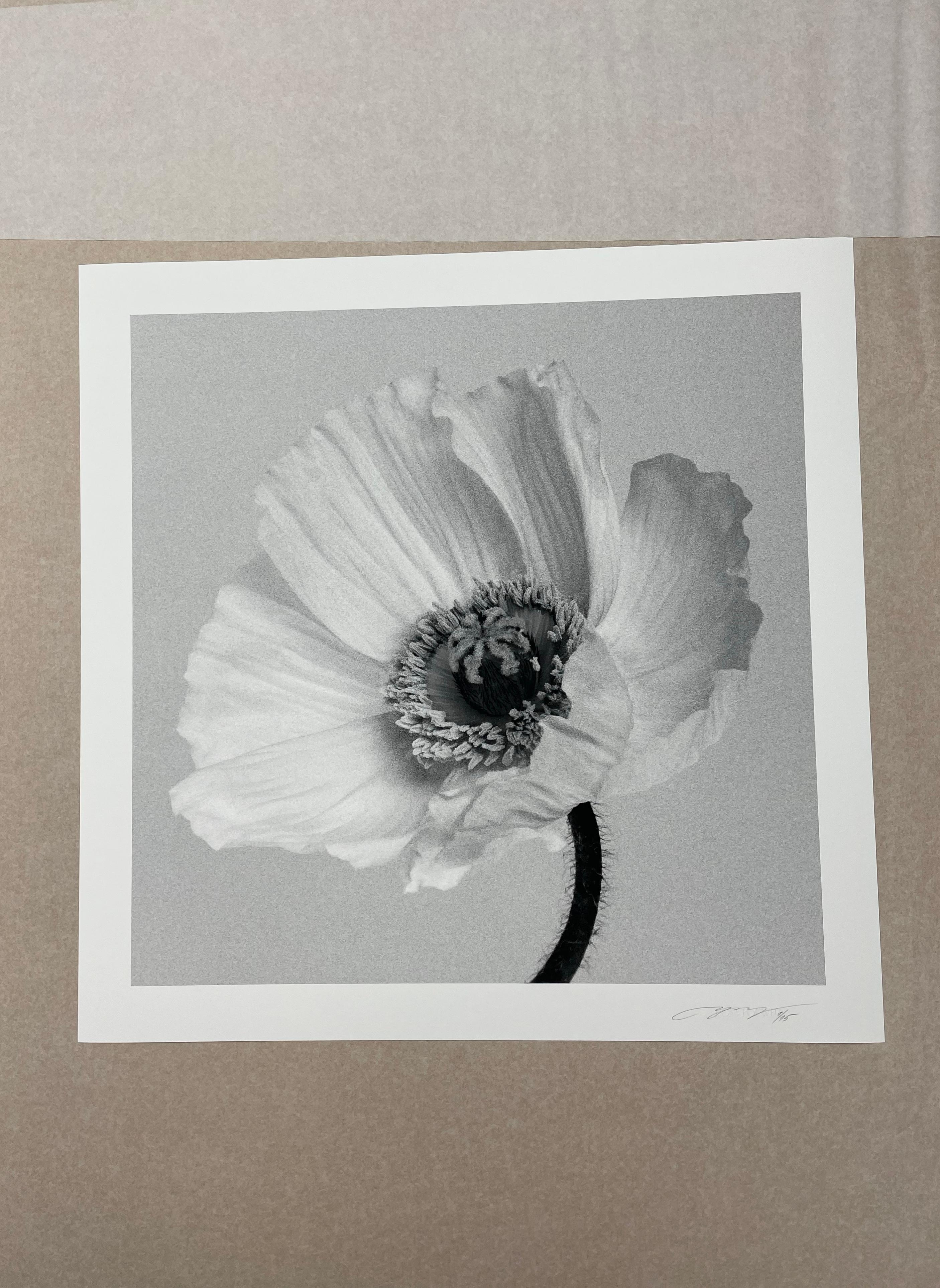 Poppy No.2 - analogue black and white floral photography, limited edition 2/15 - Contemporary Photograph by Ugne Pouwell