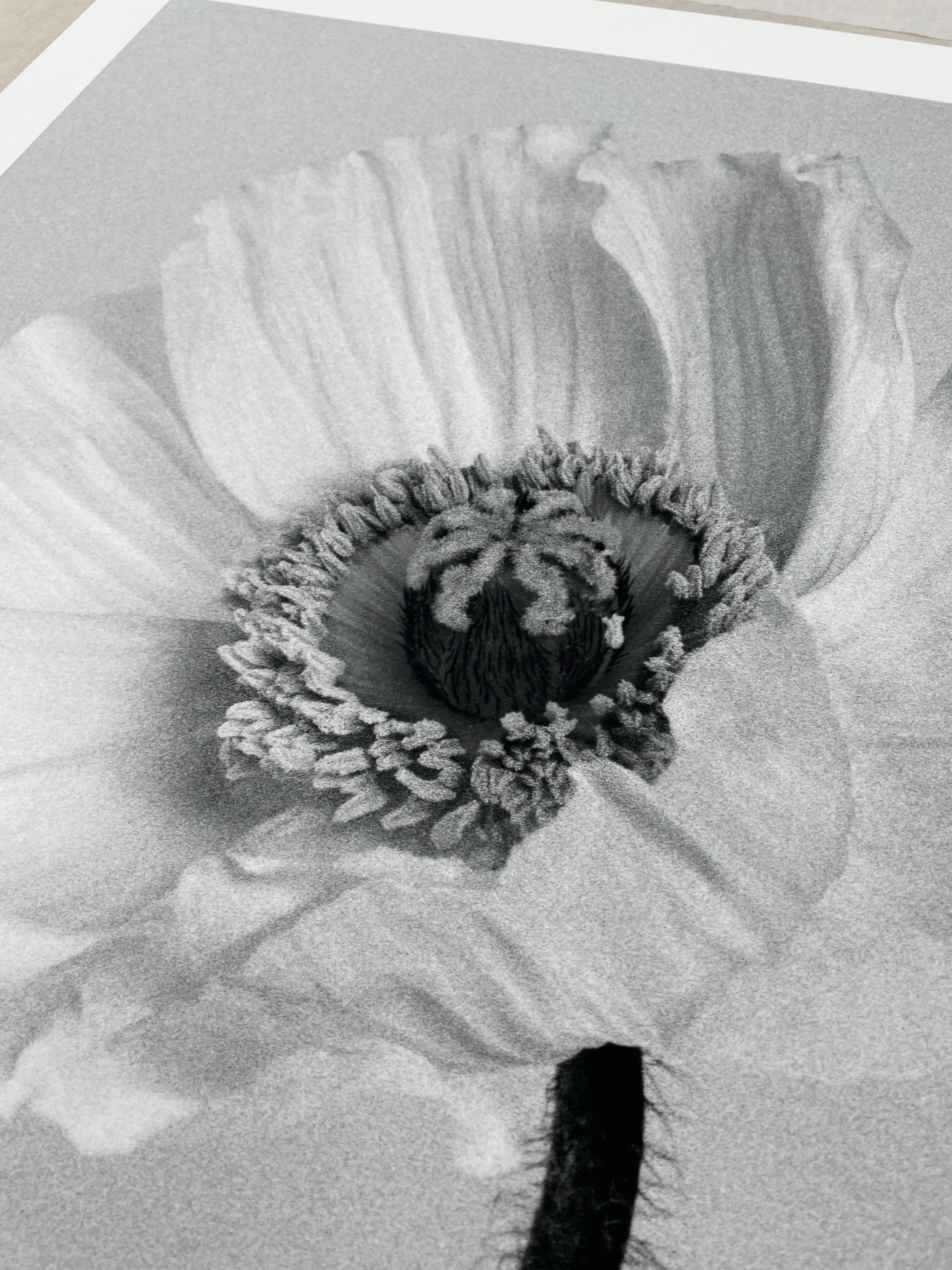 Poppy No.2 - analogue black and white floral photography, limited edition 2/15 - Gray Black and White Photograph by Ugne Pouwell