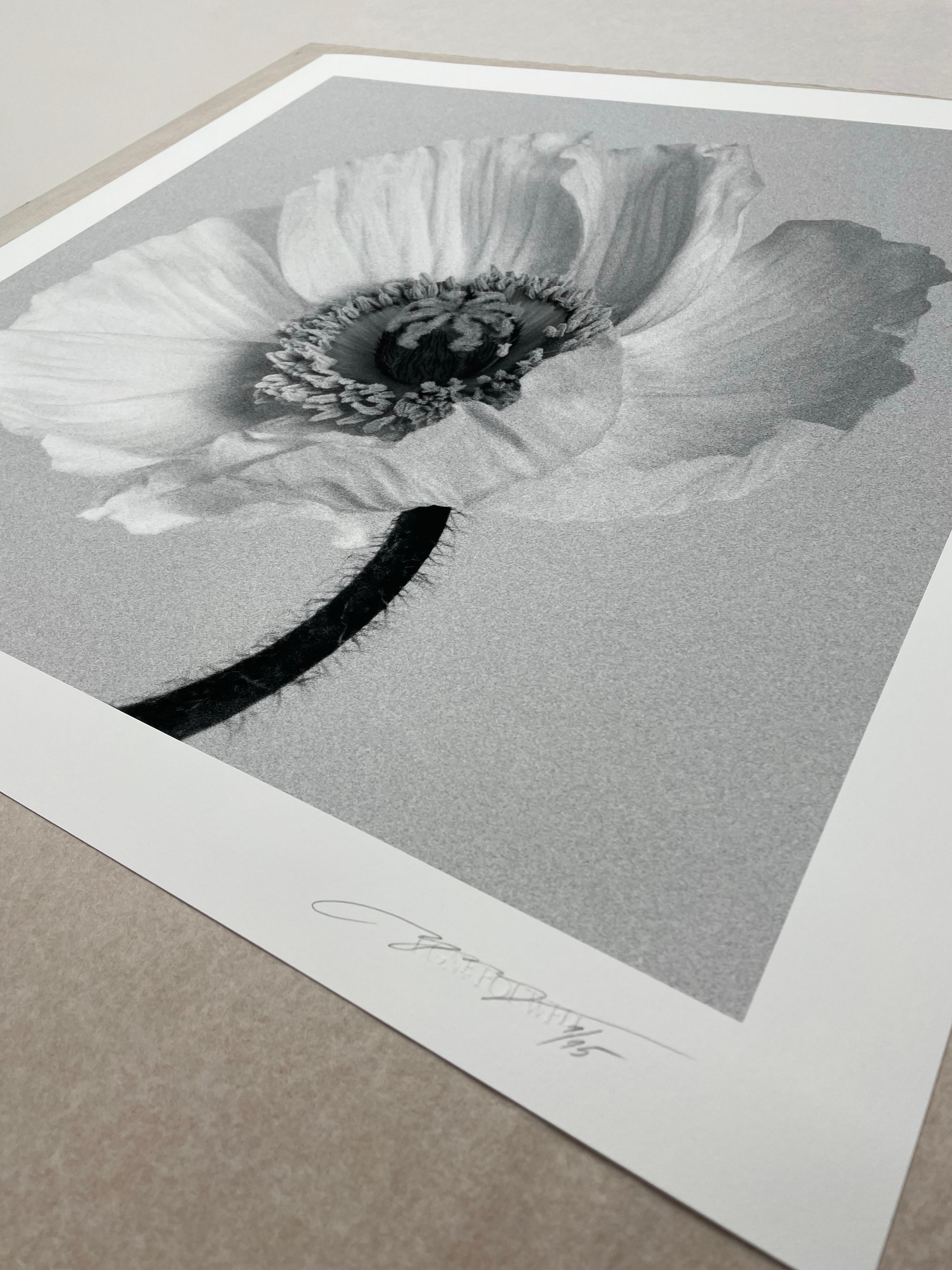 'Poppy no. 2' 

London, United Kingdom 2023

Limited edition of 15.

Printed on Hahnemühle photo rag Baryta 308 Gsm fine art paper, these limited edition photographs are designed to withstand the test of time, preserving the beauty and emotion of