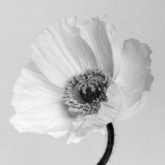 Poppy no.2 - Analogue Schwarz-Weiß-Blumenfotografie in Schwarz-Weiß, limitierte Auflage von 15 Stück