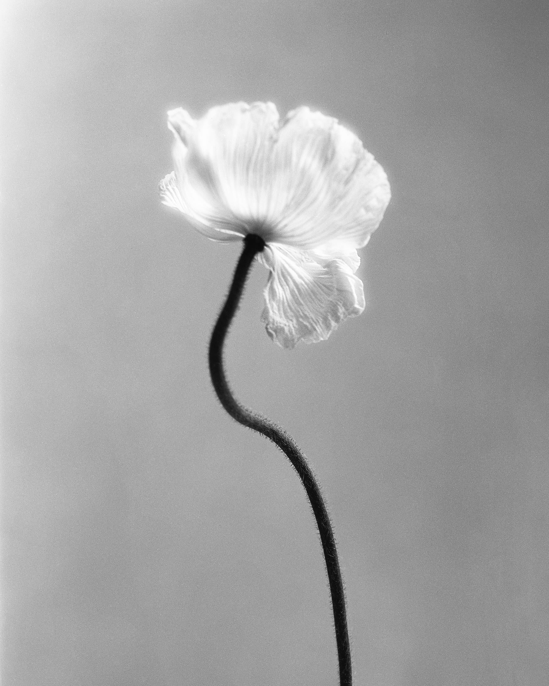 Poppy No.3 - Photographie florale analogique en noir et blanc, édition limitée 5/15