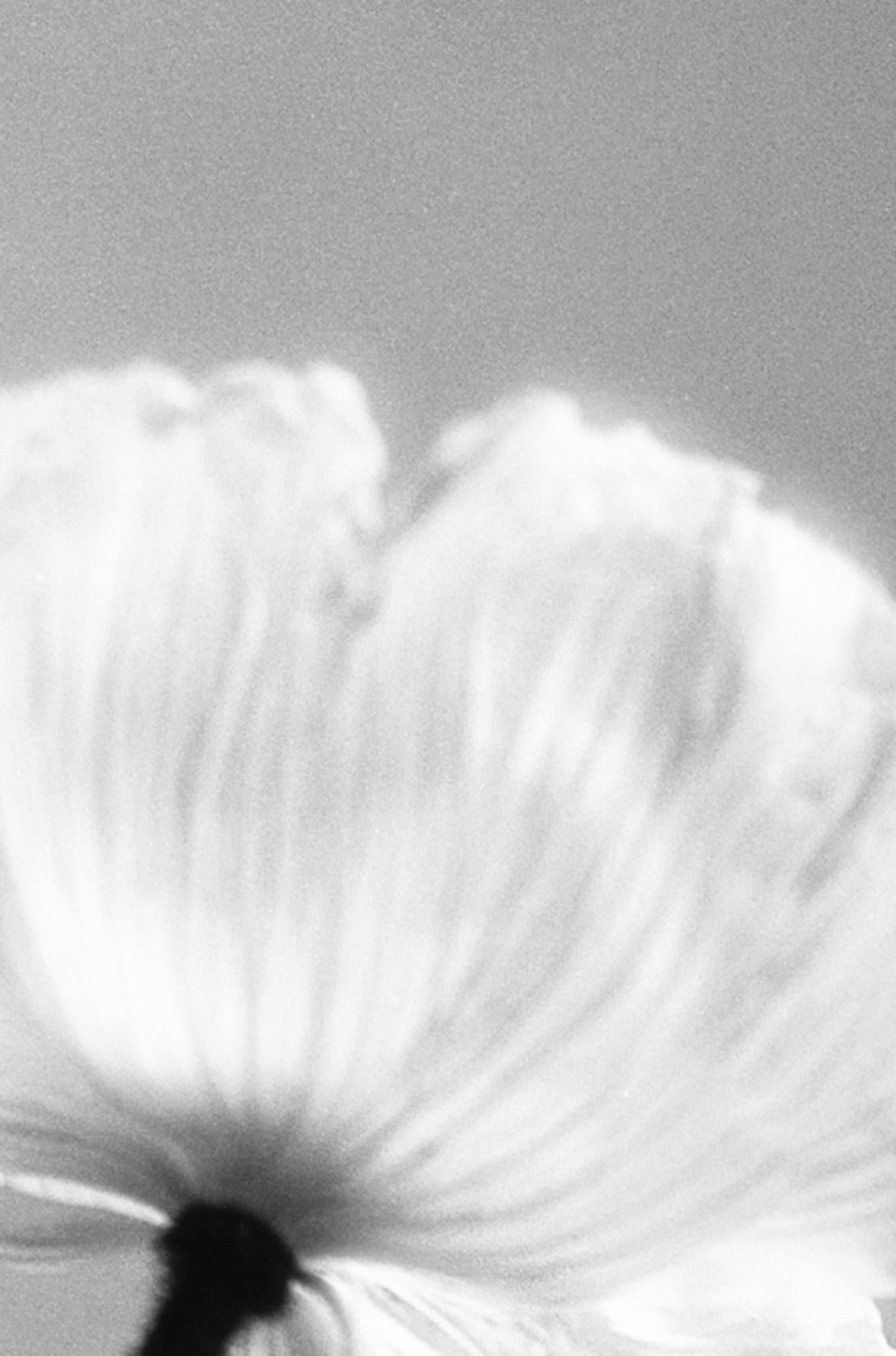 Poppy No.3 - Analogue black and white floral photography, Limited edition of 10. For Sale 1