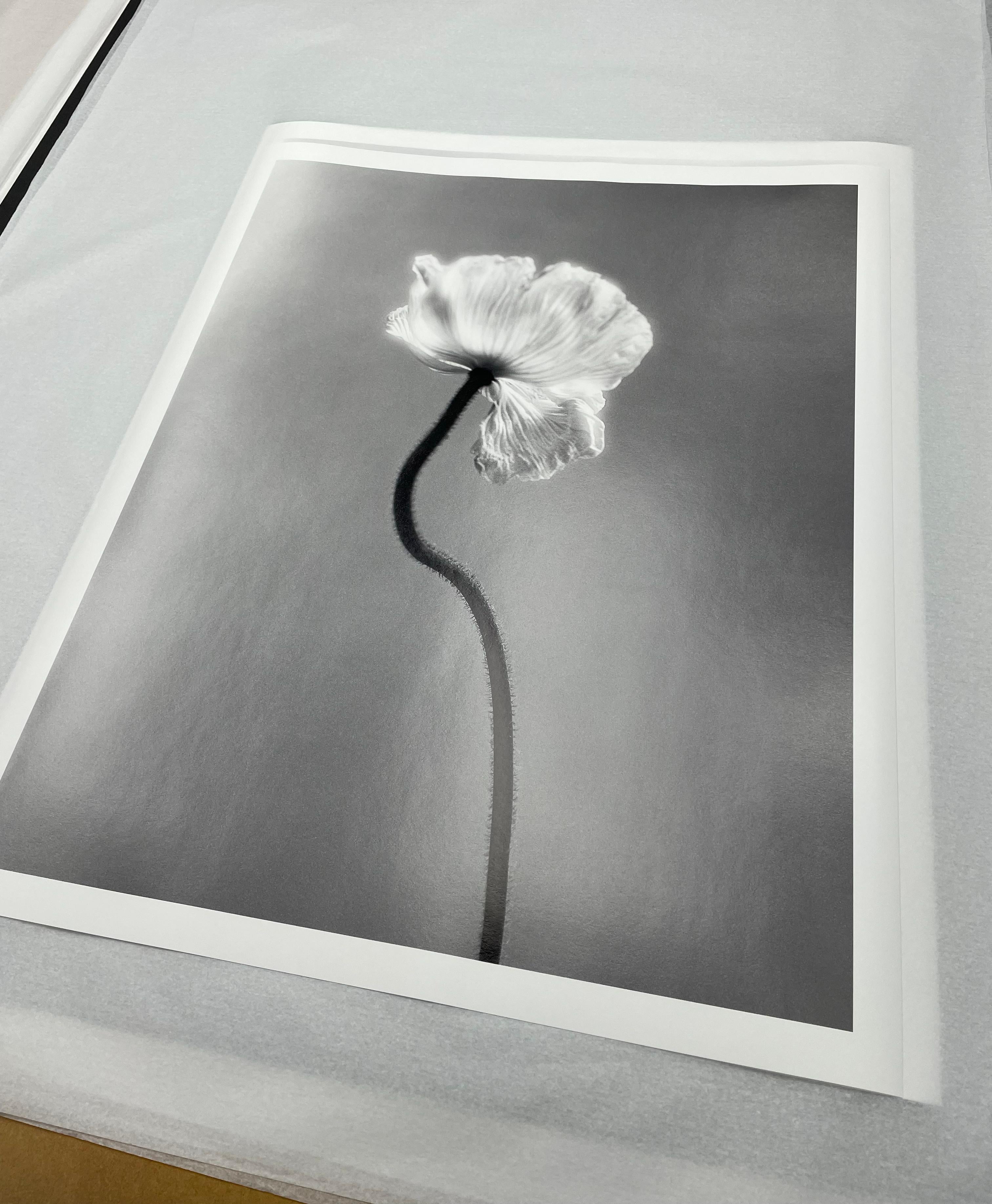 Poppy No.3 - Analogue black and white floral photography, Limited edition 2/15 For Sale 1