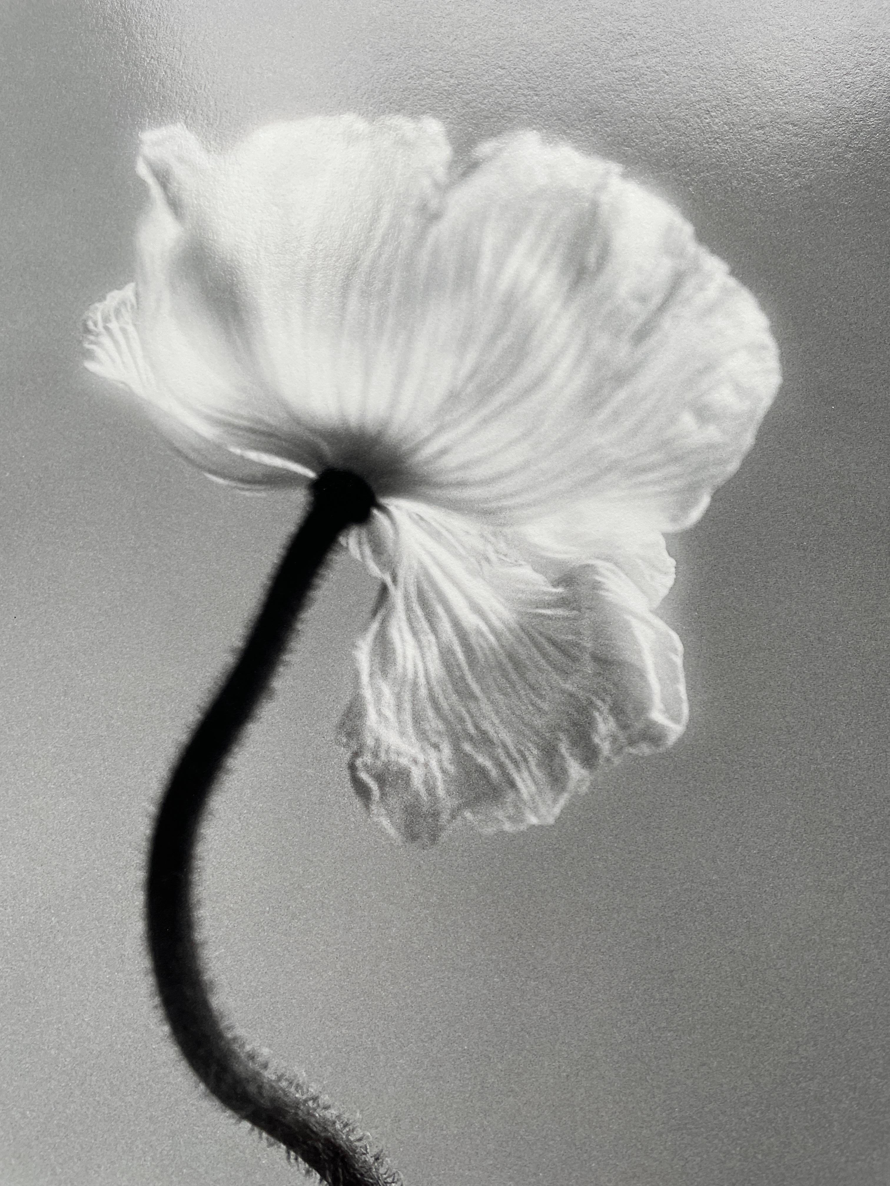 ppy No.3 -  Schwarz-Weiß-Blumenfotografie, Limitierte Auflage 4 von 20. im Angebot 4