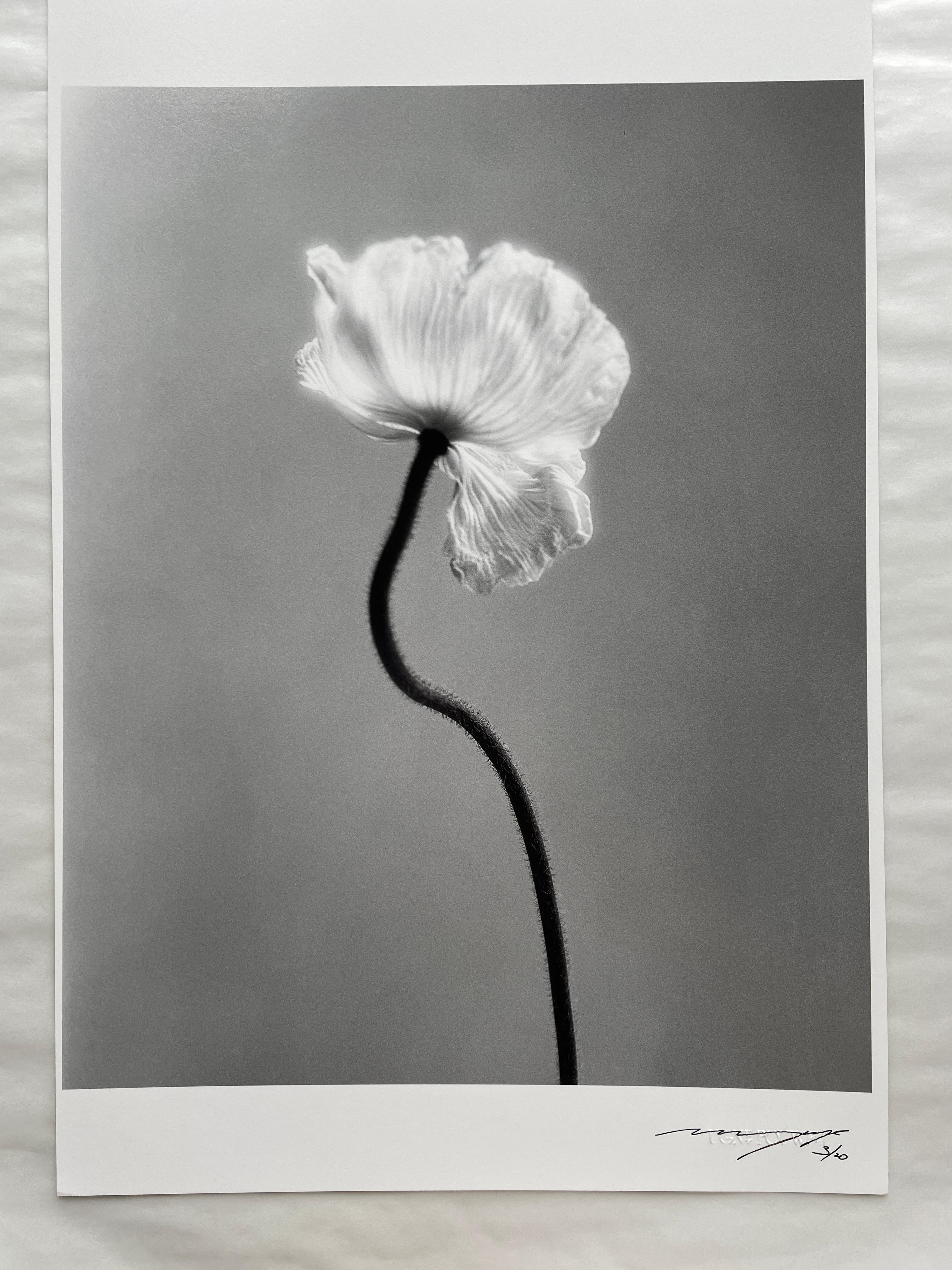 ppy No.3 -  Schwarz-Weiß-Blumenfotografie, Limitierte Auflage 4 von 20. im Angebot 3
