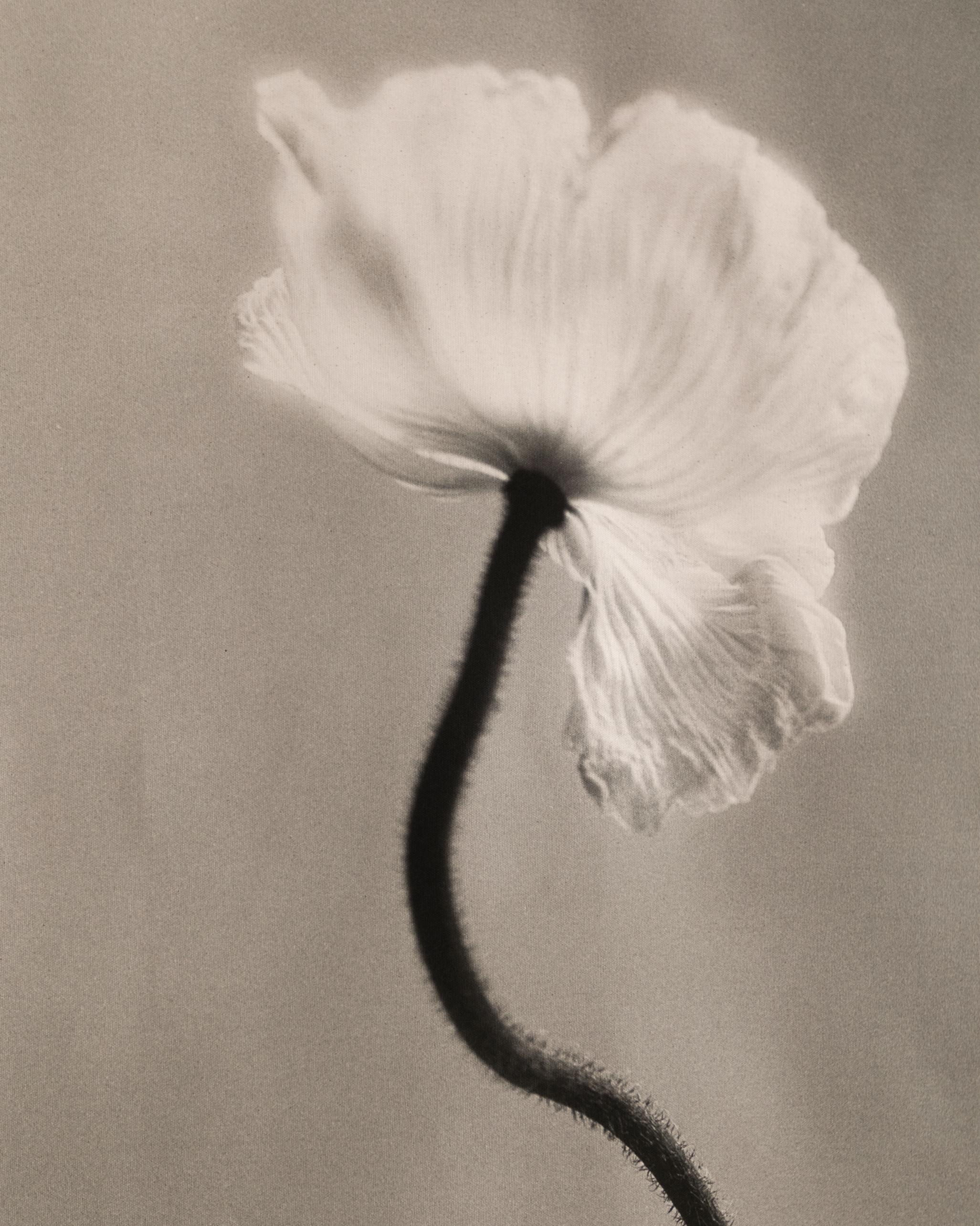 Poppy no.3 - organic cotton canvas scroll on bamboo, limited edition 2 of 5 - Photograph by Ugne Pouwell