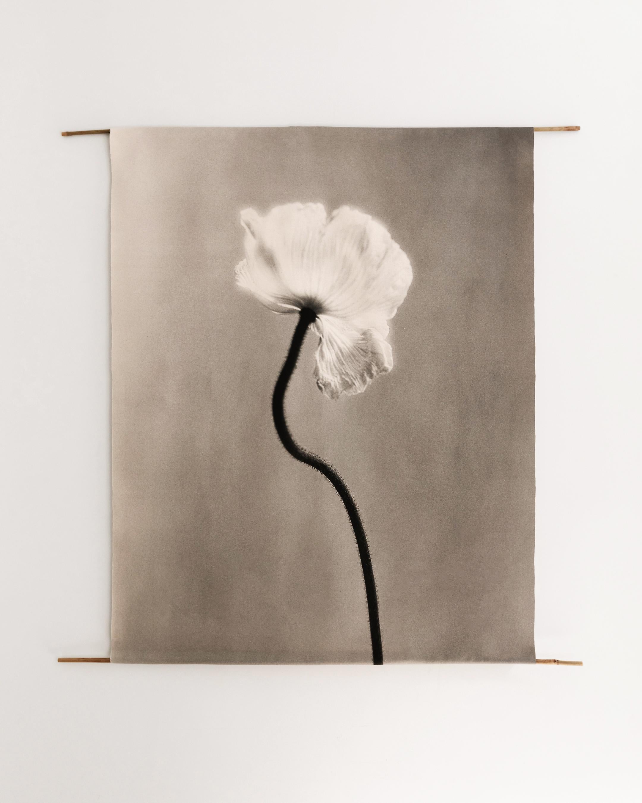 Ugne Pouwell Black and White Photograph - Poppy no.3 - organic cotton canvas scroll on bamboo, limited edition 1 of 5