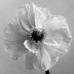 Poppy No.4 - analogue black and white floral photography, limited edition of 20