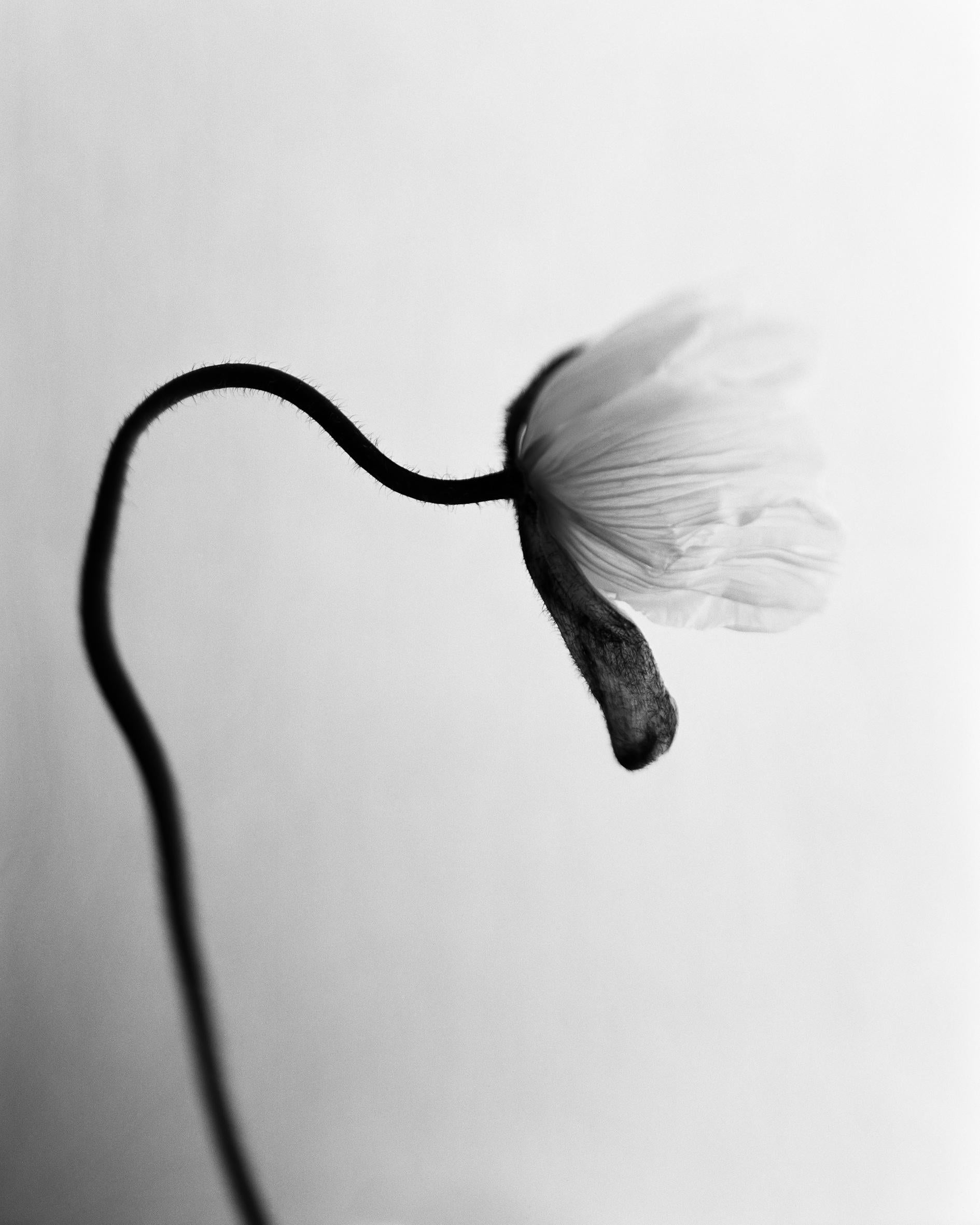 Poppy No.5 - photographie florale analogique en noir et blanc, édition limitée à 20 exemplaires