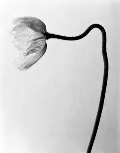 Poppy No.6 - fotografia floreale analogica in bianco e nero, edizione limitata 2/20