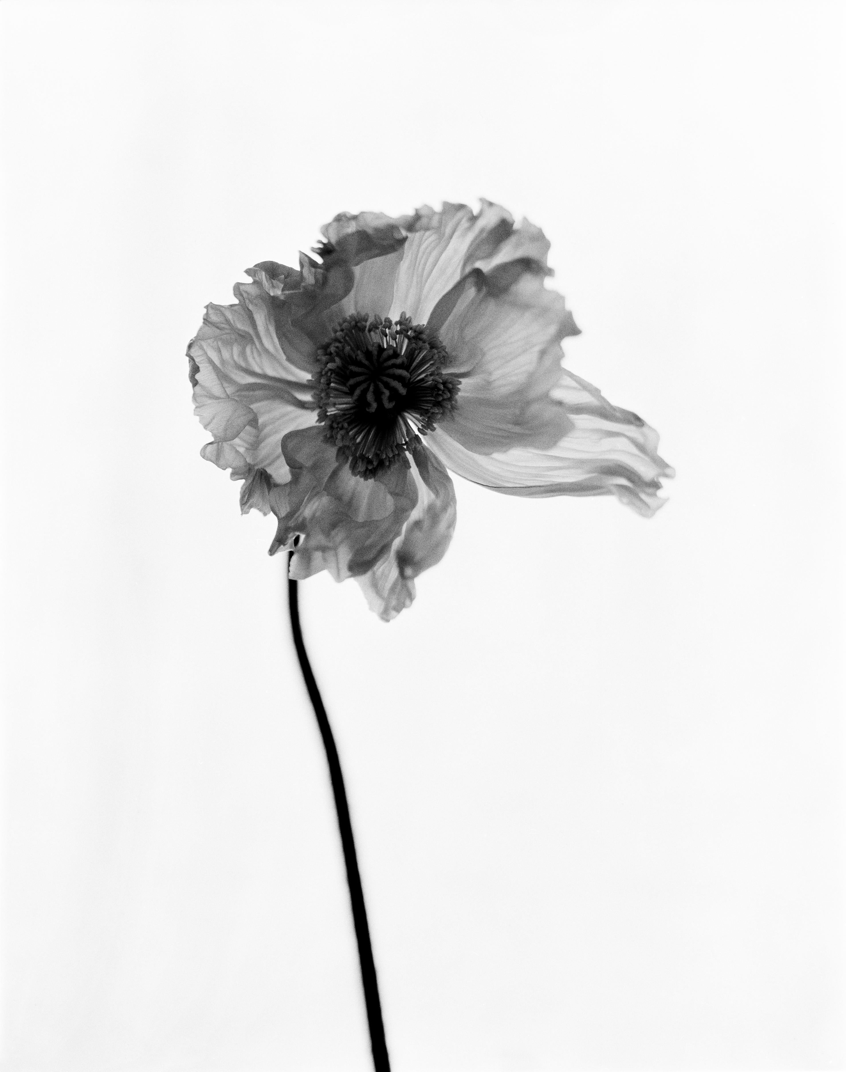 Black and White Photograph di Ugne Pouwell - Poppy No.7 - fotografia floreale analogica in bianco e nero, edizione limitata a 10 esemplari