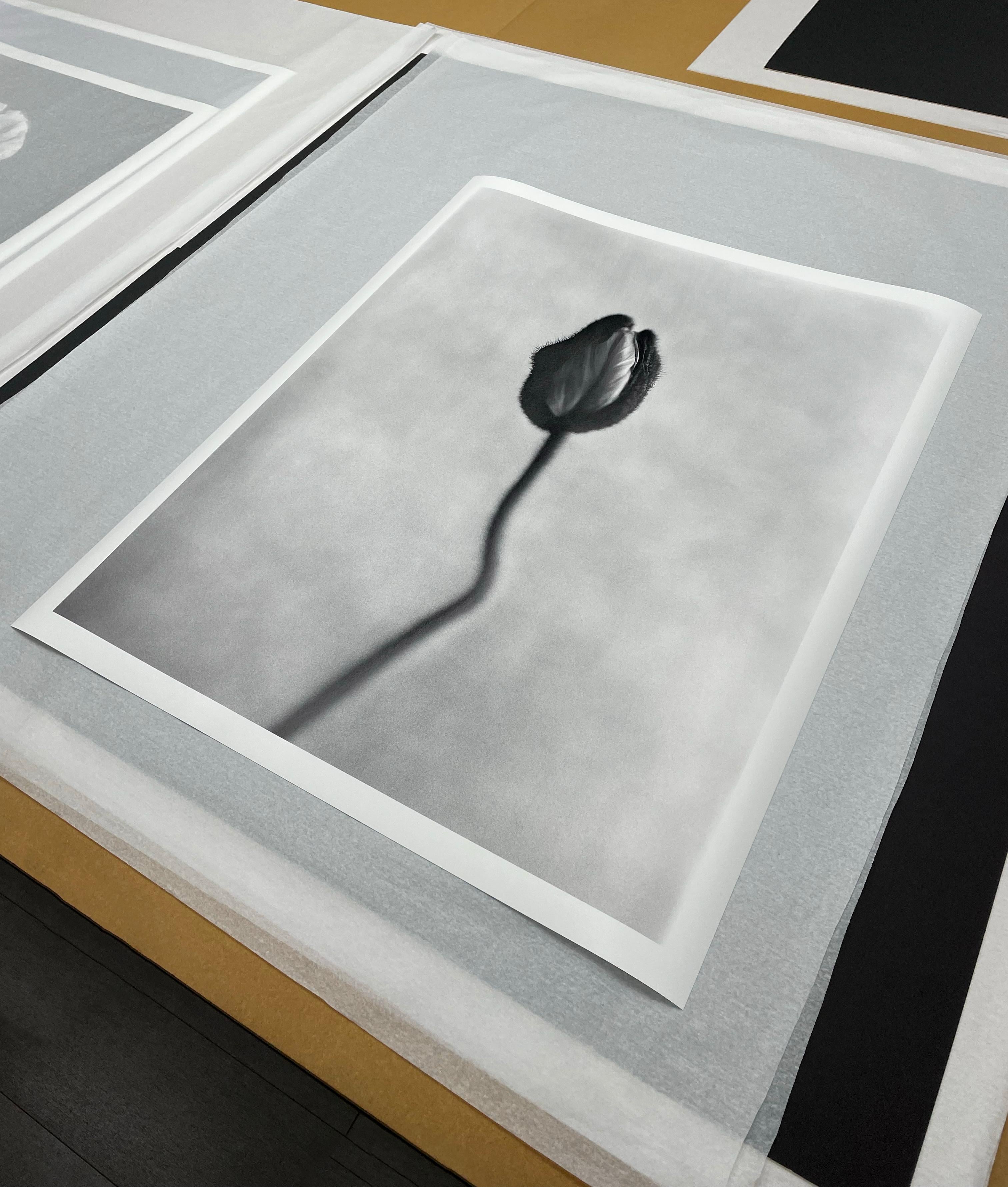 Poppy No.8 - analogue black and white floral photography, limited edition of 15 - Photograph by Ugne Pouwell
