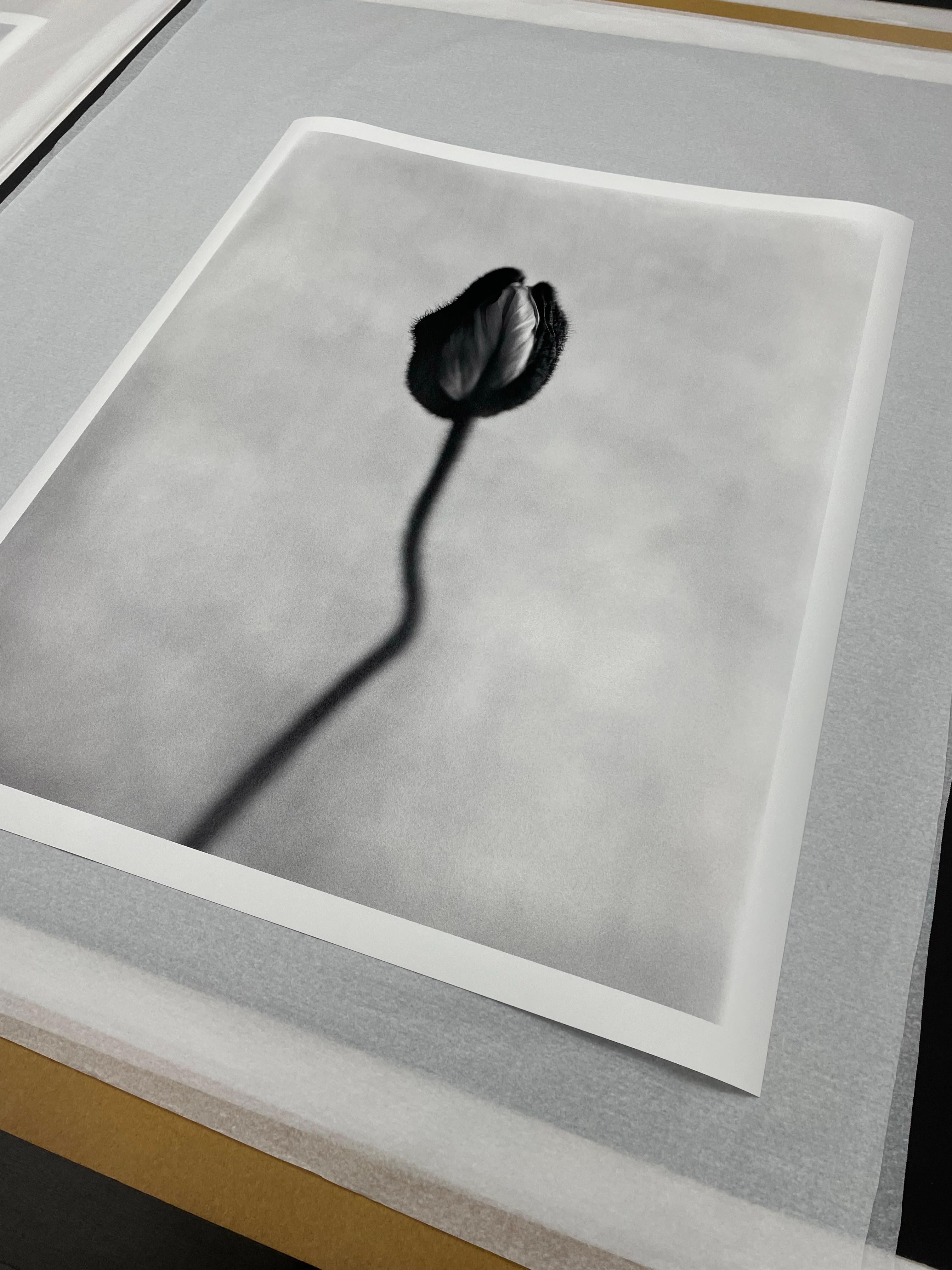 Poppy No.8 - analogue black and white floral photography, limited edition of 15 - Naturalistic Photograph by Ugne Pouwell