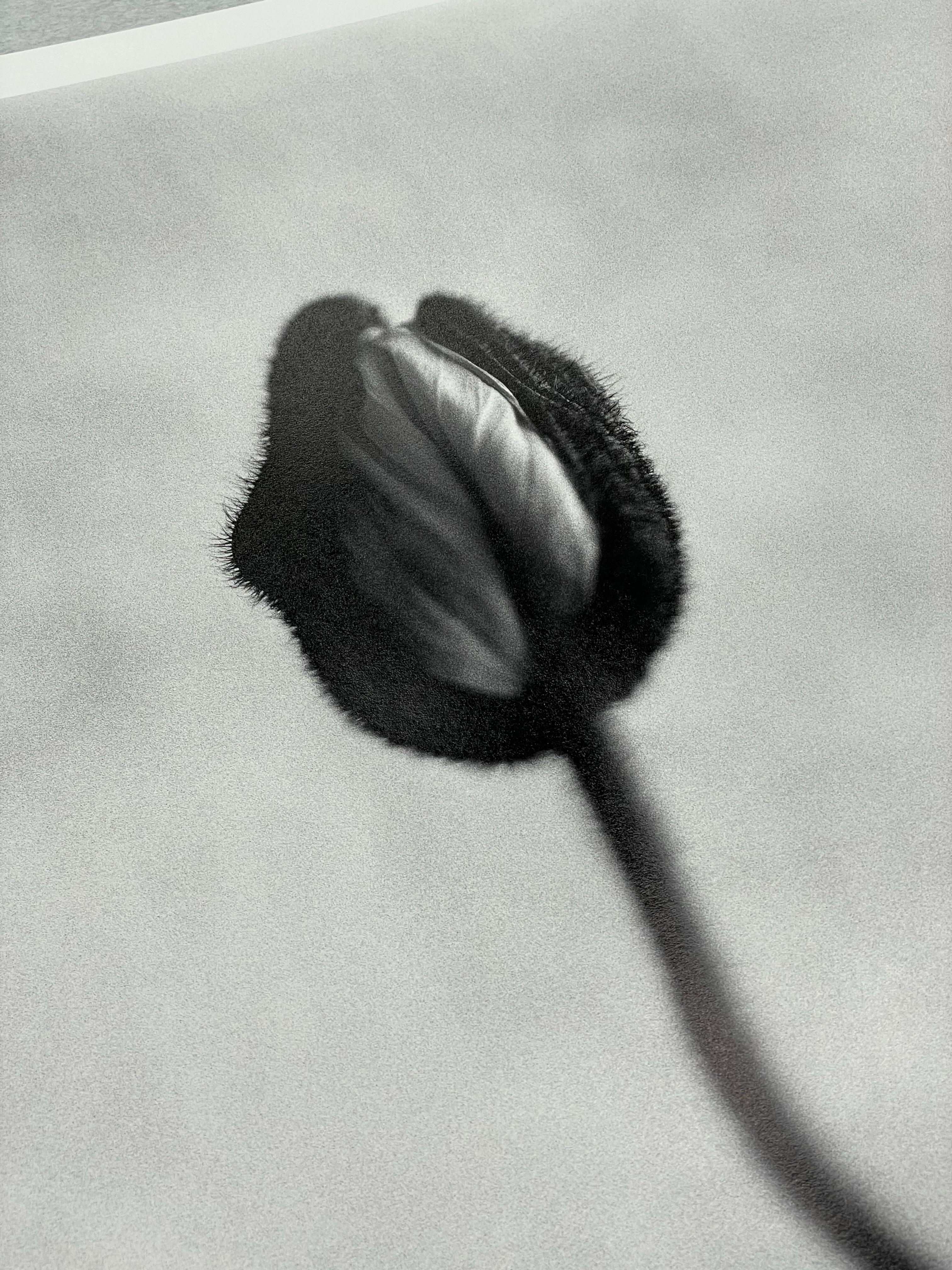 Poppy No.8 - analogue black and white floral photography, limited edition of 15 - Gray Still-Life Photograph by Ugne Pouwell