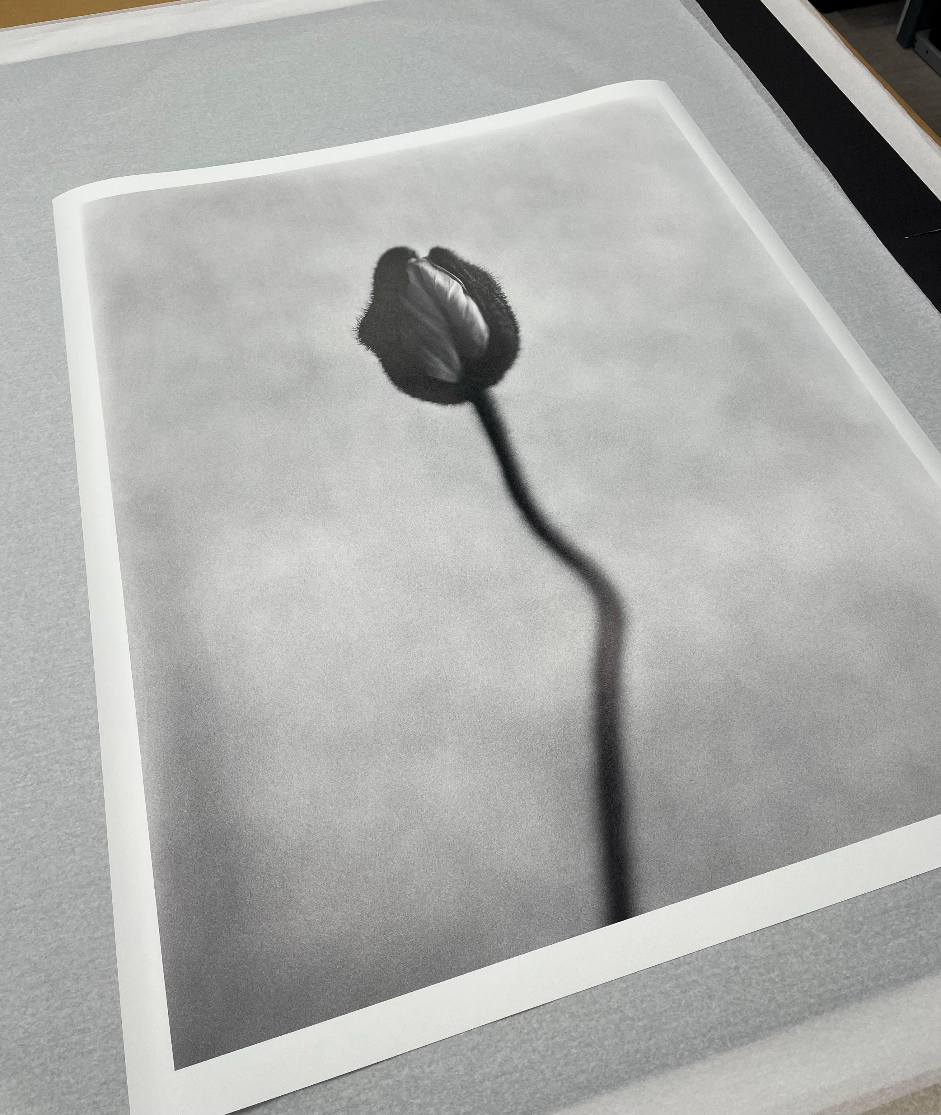 Poppy No.8 printed on archival Hahnemühle Photo Rag Baryta fine art paper, this limited edition piece measures 80x64 cm and is part of an exclusive series of 15 prints, each hand-signed and numbered by the artist. The print comes with a certificate