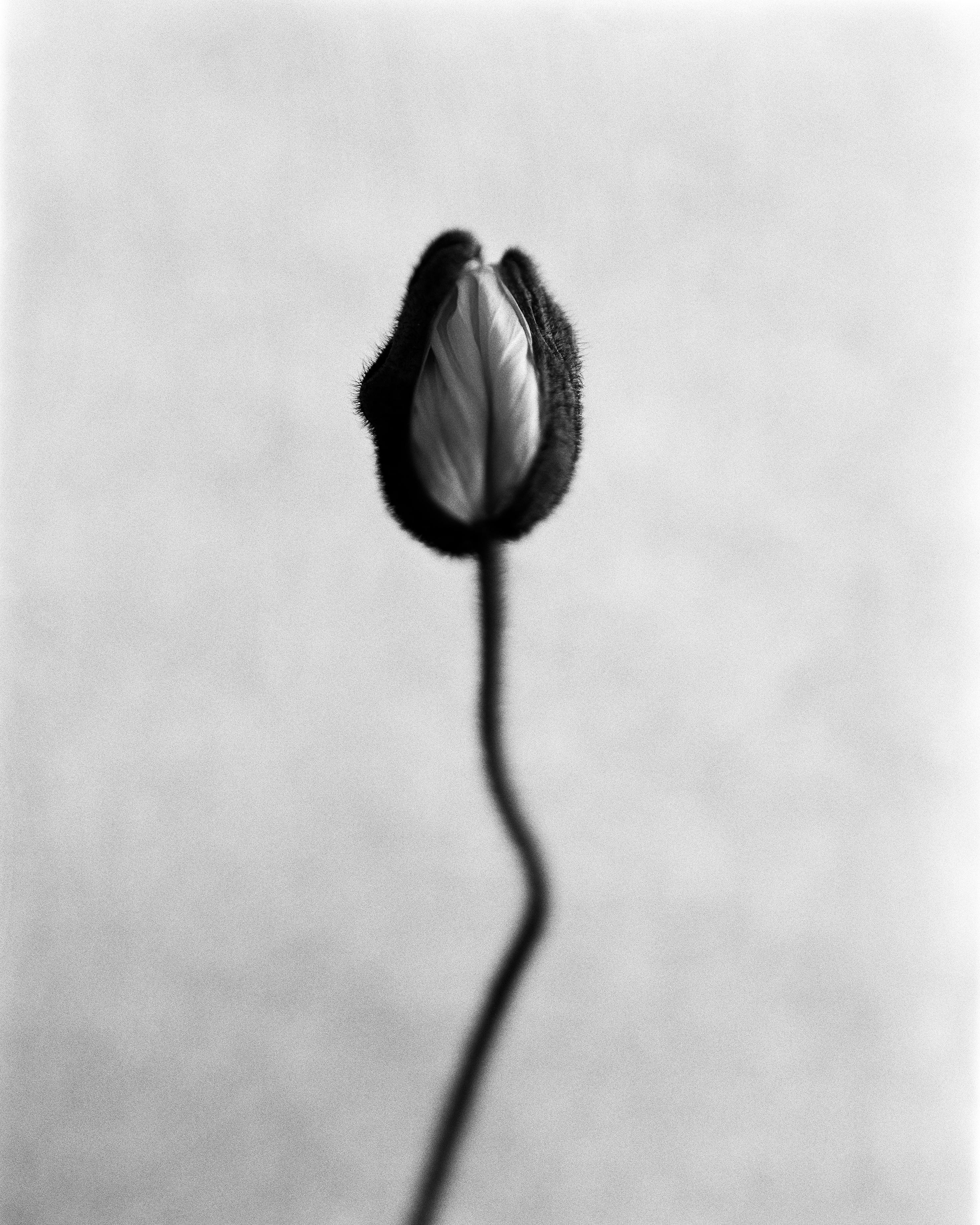 Black and White Photograph di Ugne Pouwell - Poppy No.8 - fotografia floreale analogica in bianco e nero, edizione limitata a 20 esemplari