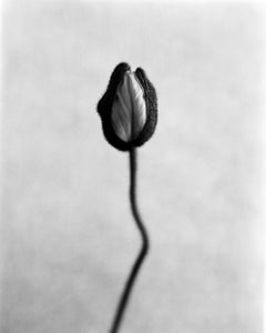 Poppy No.8 - analogue black and white floral photography, limited edition of 20