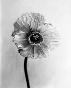 Poppy No.9 – analoge Schwarz-Weiß-Blumenfotografie in Schwarz-Weiß, limitierte Auflage von 20 Stück