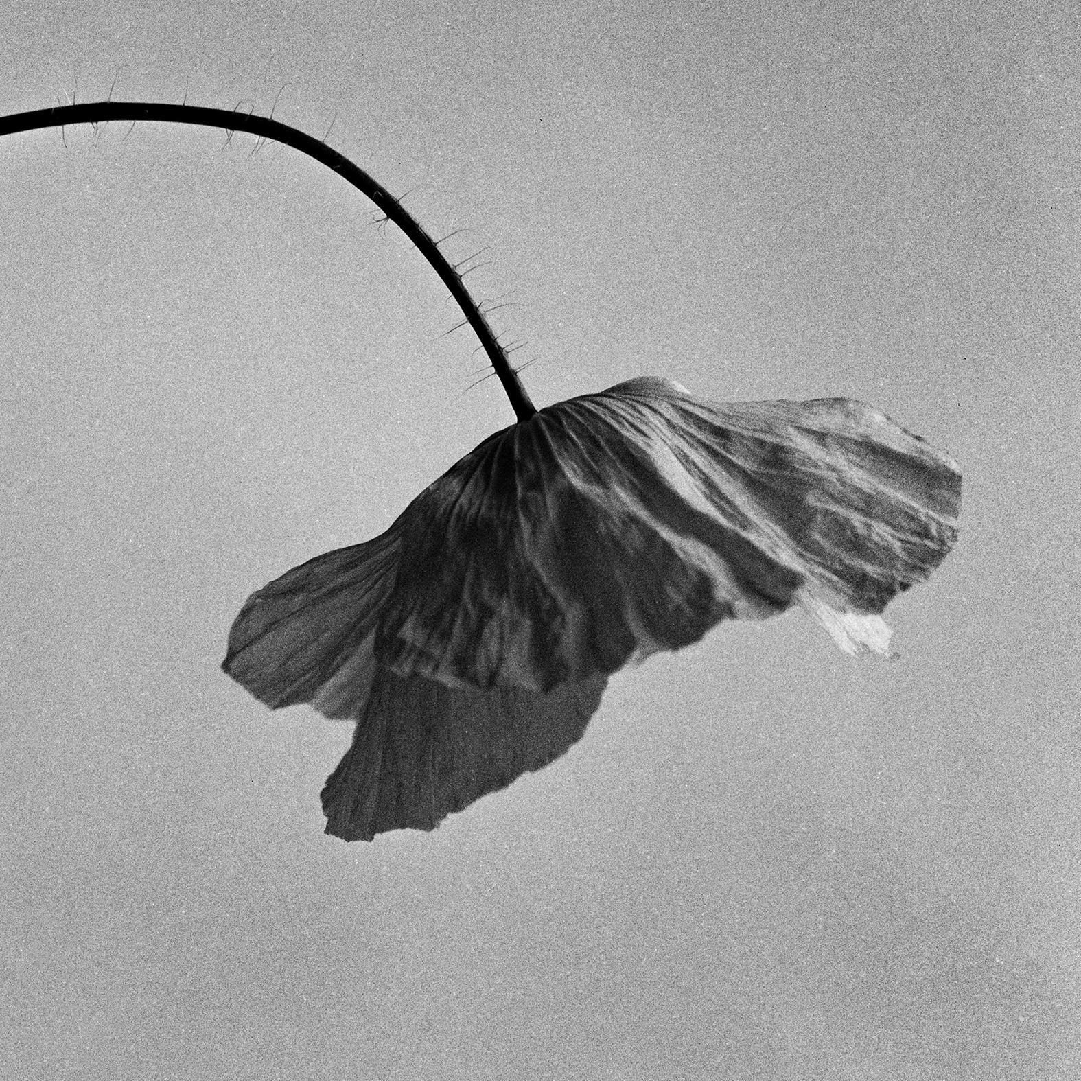 Amapola sobre ondas de seda - fotografía analógica de bodegones, Edición limitada de 20 unidades - Photograph de Ugne Pouwell