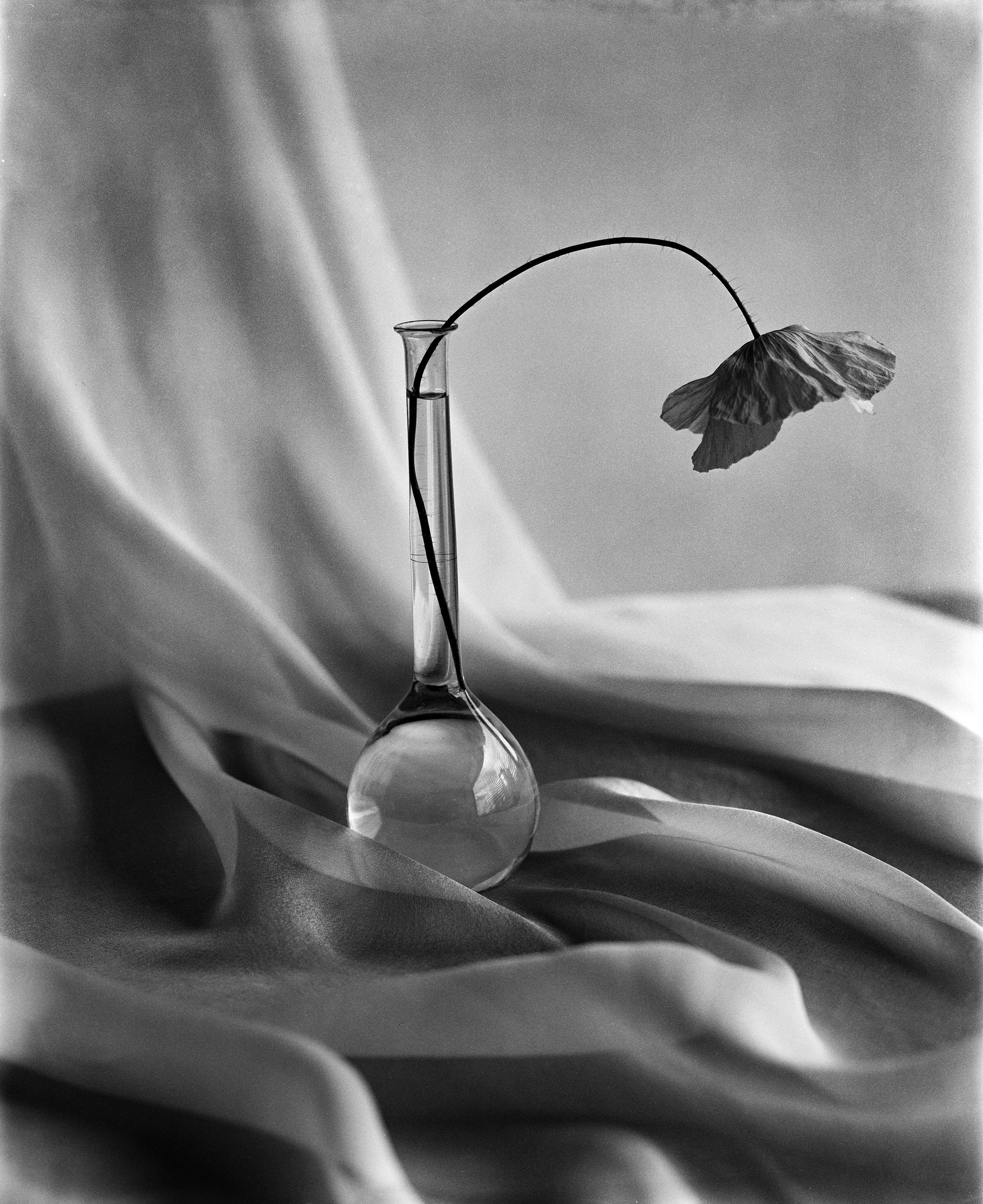 Black and White Photograph de Ugne Pouwell - Amapola sobre ondas de seda - fotografía analógica de bodegones, Edición limitada de 20 unidades