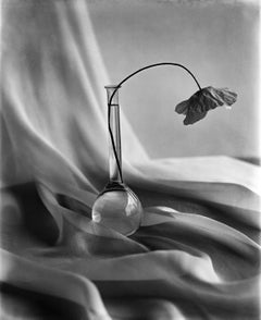 Poppy on silk waves - analogue still life photography, Limited edition of 20