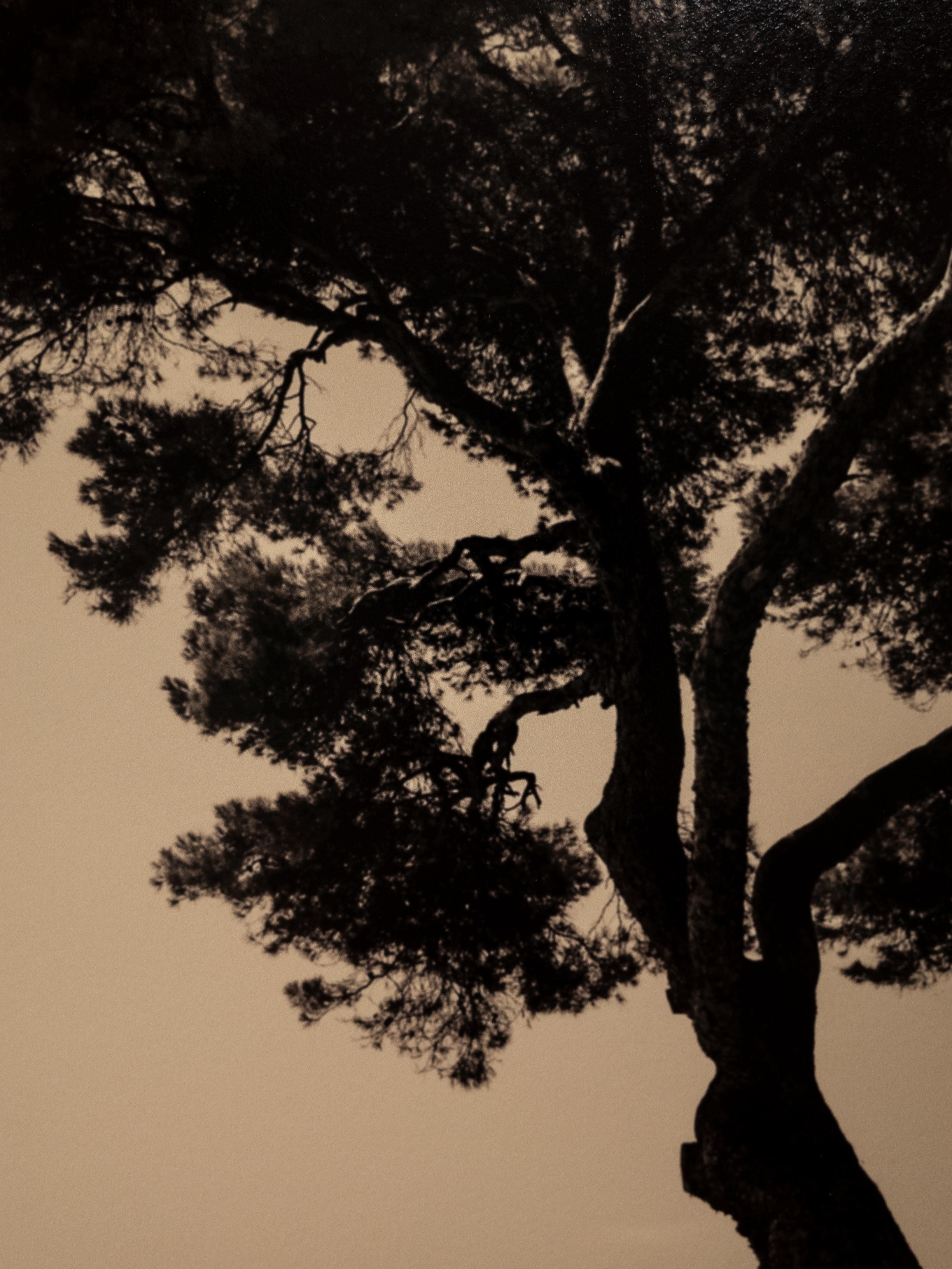 Prevail – Fotografie der italienischen Küste, Kiefernbaum in der Mitte, Auflage 4 von 20 (Zeitgenössisch), Photograph, von Ugne Pouwell