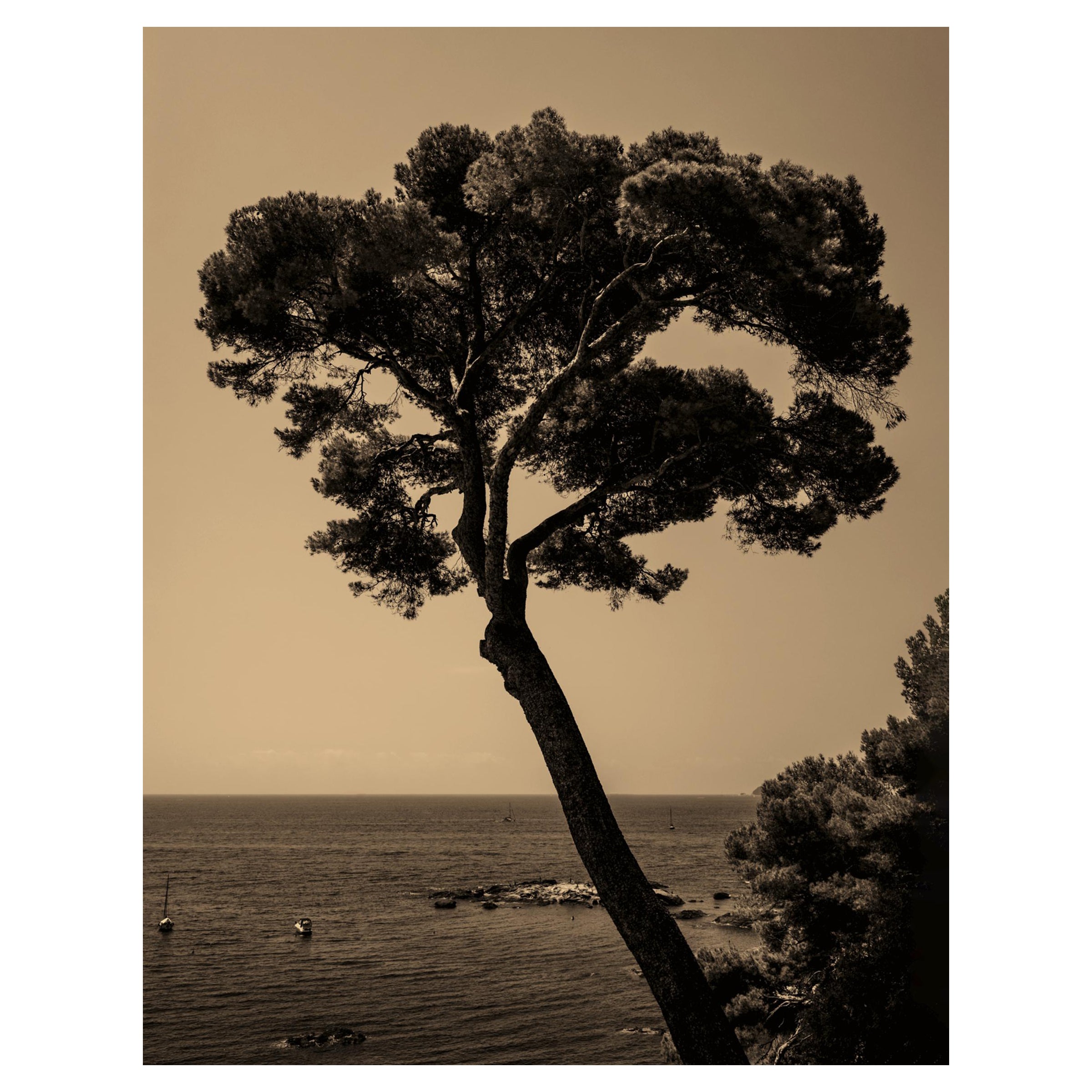 Ugne Pouwell Landscape Photograph – Prevail – Fotografie der italienischen Küste, Kiefernbaum in der Mitte, Auflage 4 von 20