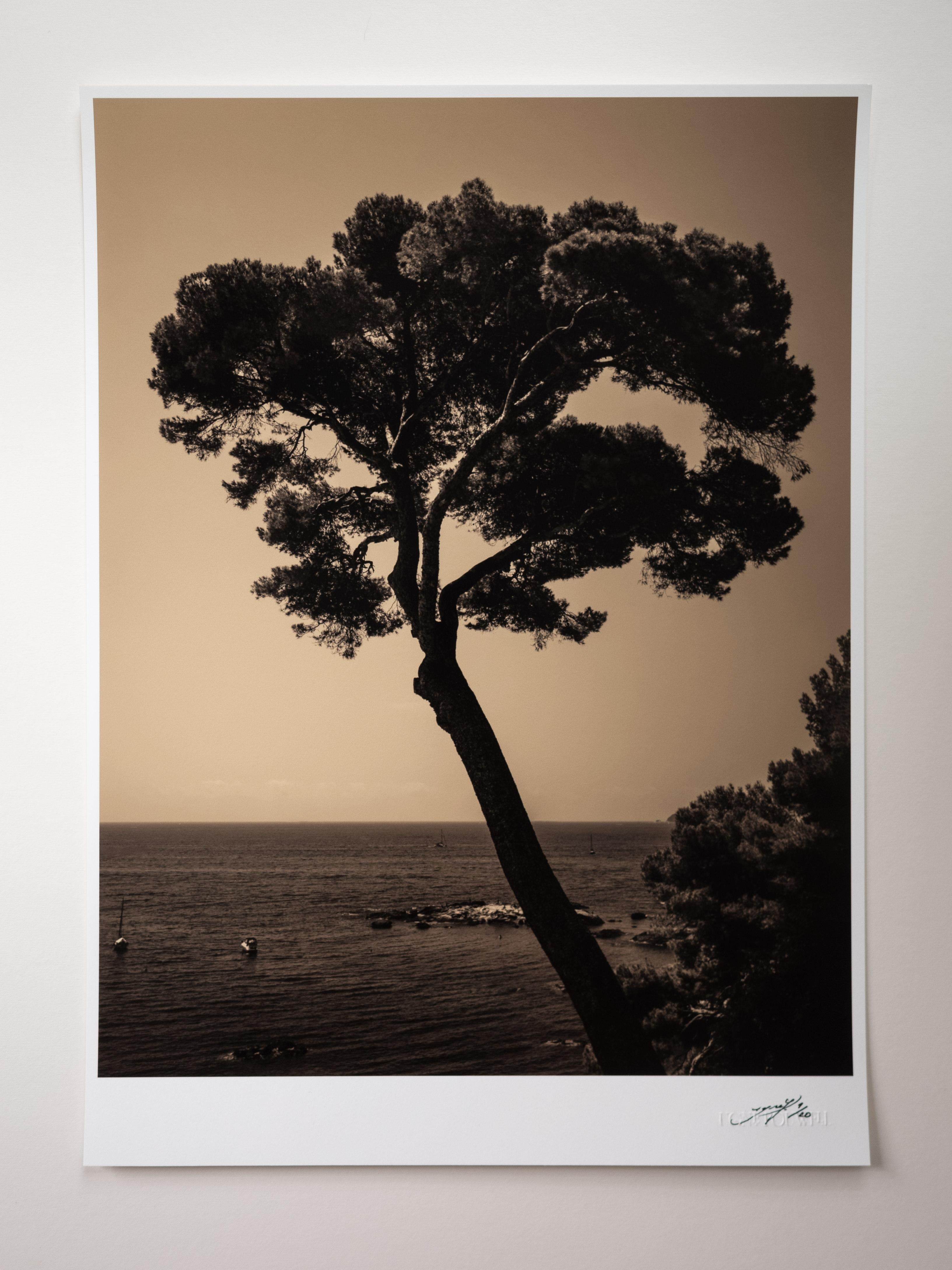 Prevail – Fotografie der italienischen Küste, zentrierter Kiefernbaum, Auflage 5 von 20 Stück – Photograph von Ugne Pouwell