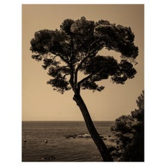 Prevail - fotografía de costa italiana, pino centrado, edición 5 de 20
