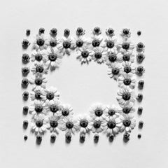 Ramunės - photographie florale analogique abstraite en noir et blanc, 3 de 5
