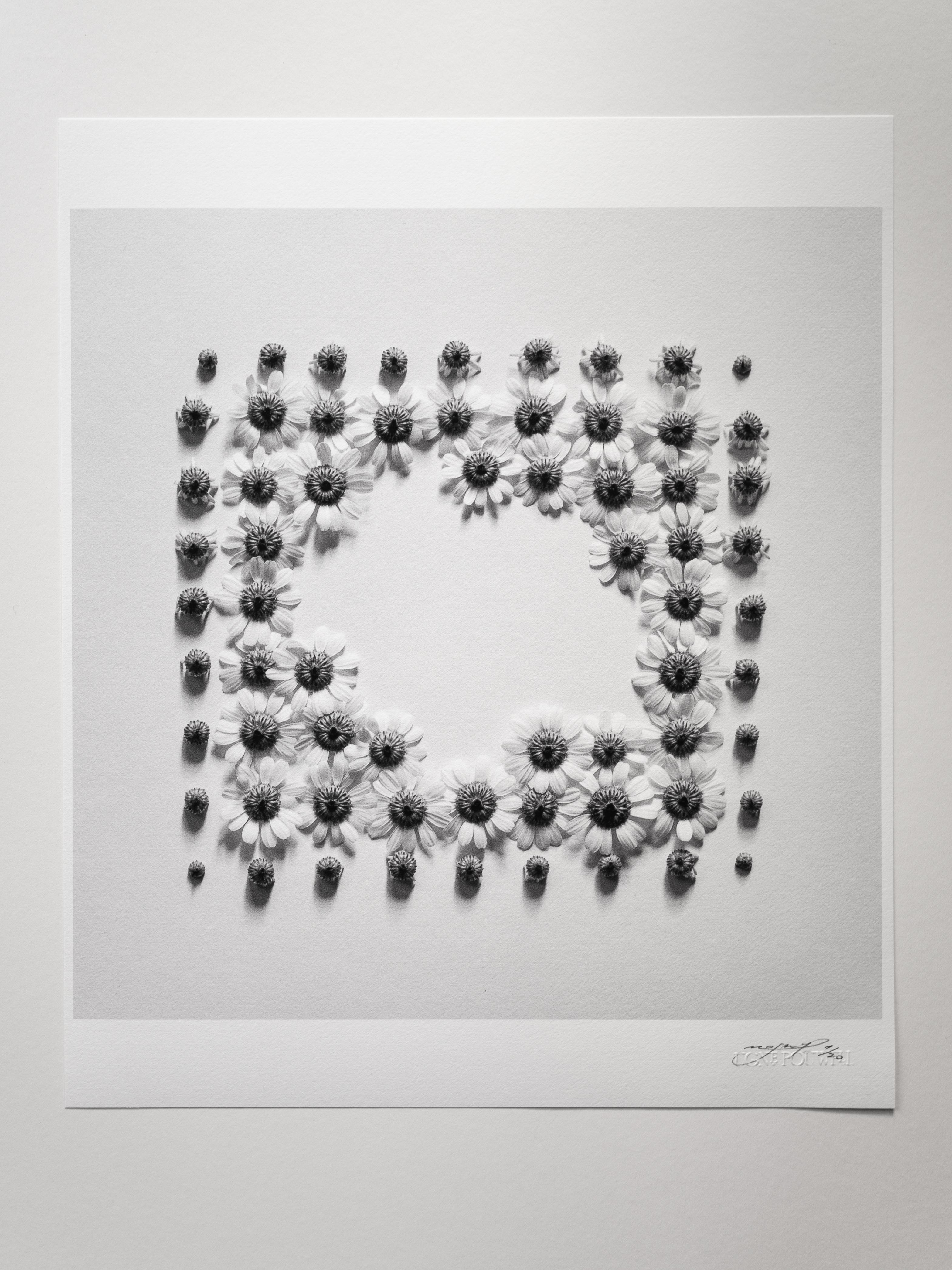 Ramunės - abstrakte analoge Schwarz-Weiß-Blumenfotografie – Photograph von Ugne Pouwell