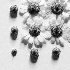 Ramunės No.2- Abstrakte analoge Schwarz-Weiß-Blumenfotografie, Ausgabe von 5