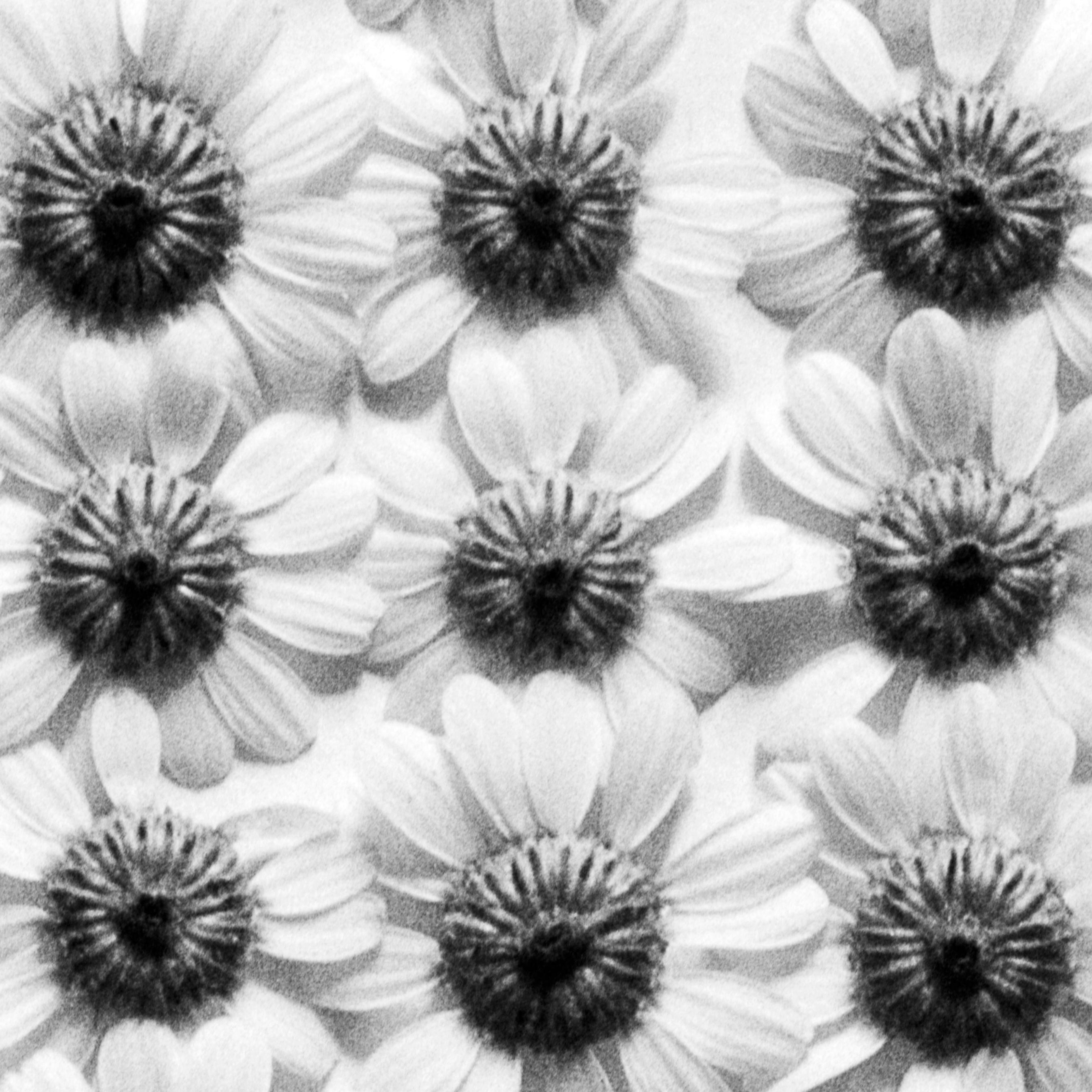 Ramunės No.2- Photographie florale analogique abstraite en noir et blanc, édition de 5 pièces en vente 1