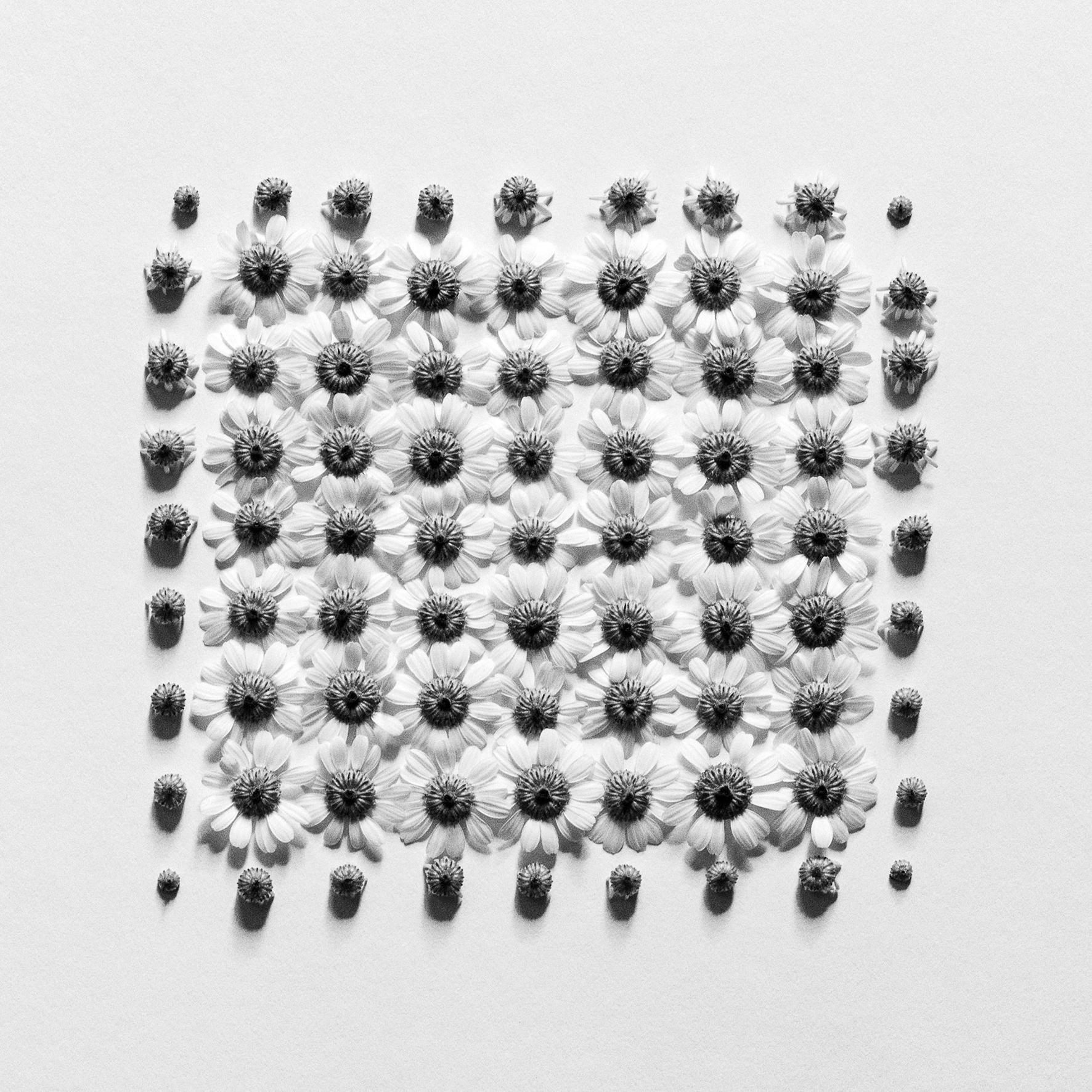 Abstract Photograph Ugne Pouwell - Ramunės No.2- Photographie florale analogique abstraite en noir et blanc, édition de 5 pièces