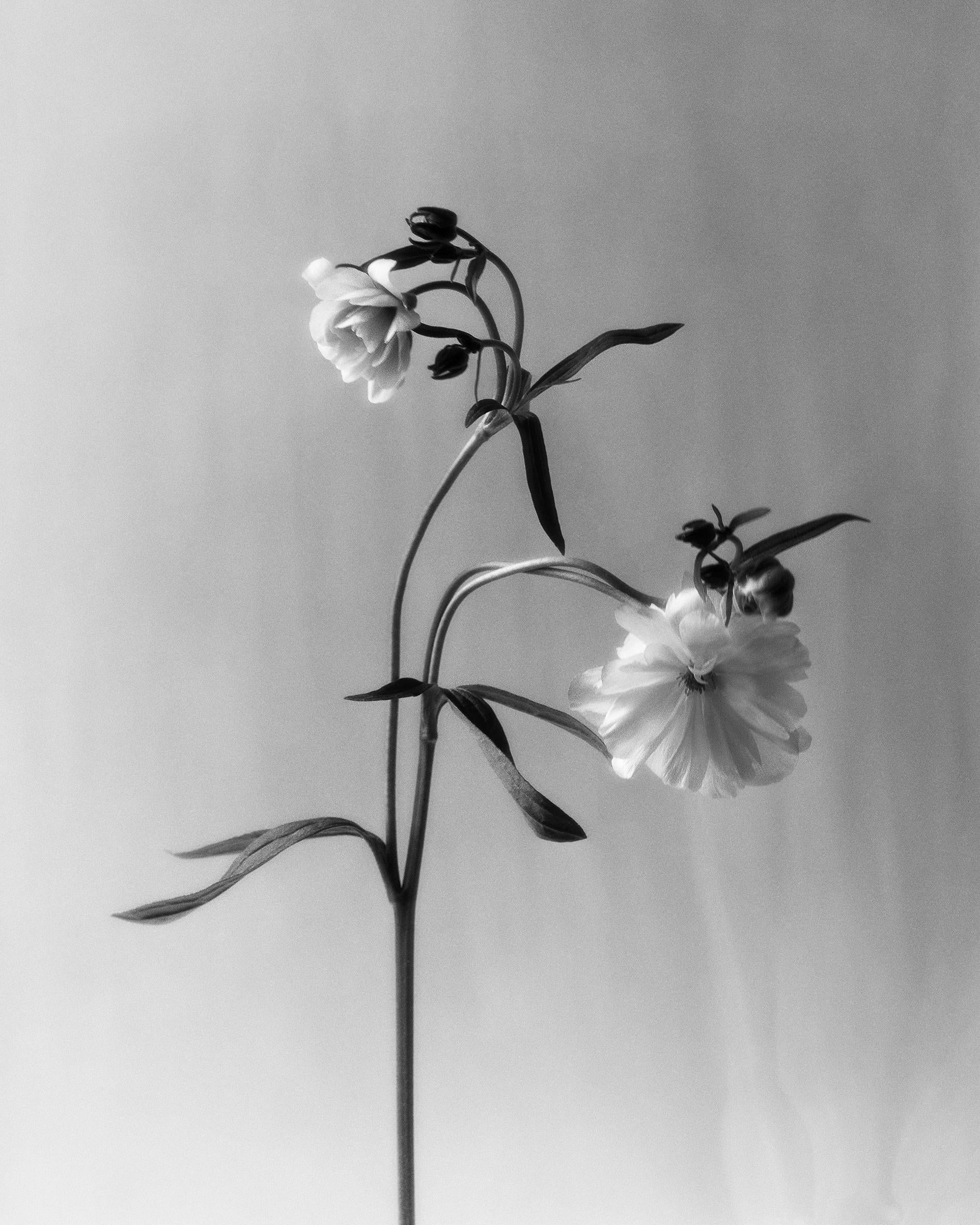 Renoncule papillon - photographie florale analogique en noir et blanc