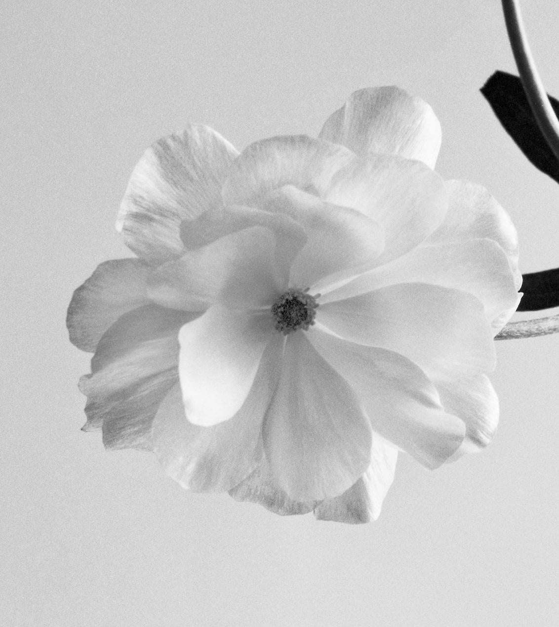 Ranunculus Schmetterling Nr.2 – analoge Schwarz-Weiß-Blumenfotografie – Photograph von Ugne Pouwell