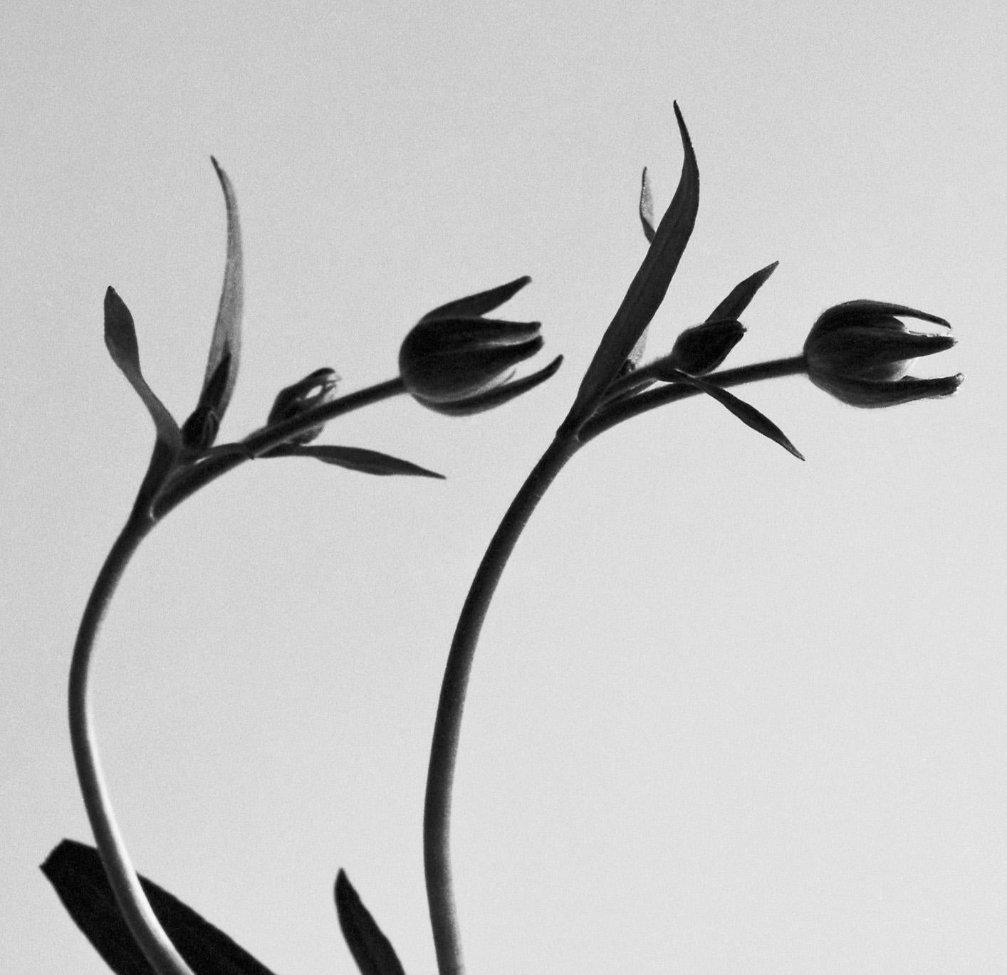Ranunculus Butterfly no.2 - analogue black and white floral photography - Naturalistic Photograph by Ugne Pouwell