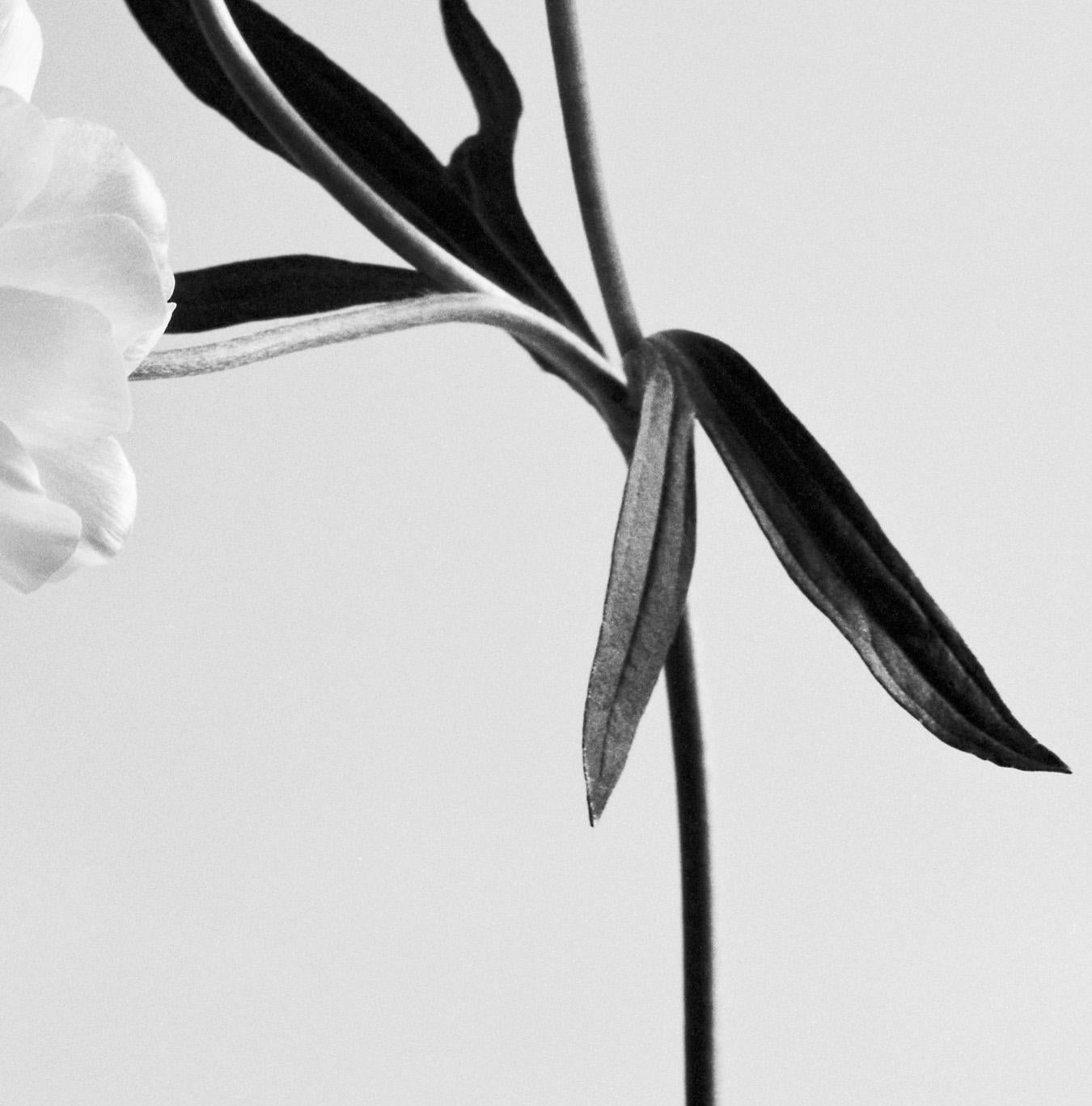 Ranunculus Schmetterling Nr.2 – analoge Schwarz-Weiß-Blumenfotografie (Grau), Black and White Photograph, von Ugne Pouwell