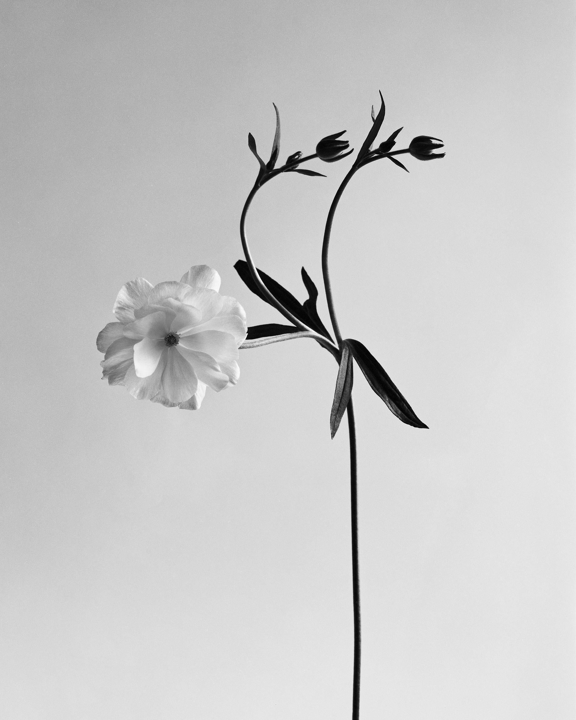 Ugne Pouwell Black and White Photograph – Ranunculus Schmetterling Nr.2 – analoge Schwarz-Weiß-Blumenfotografie