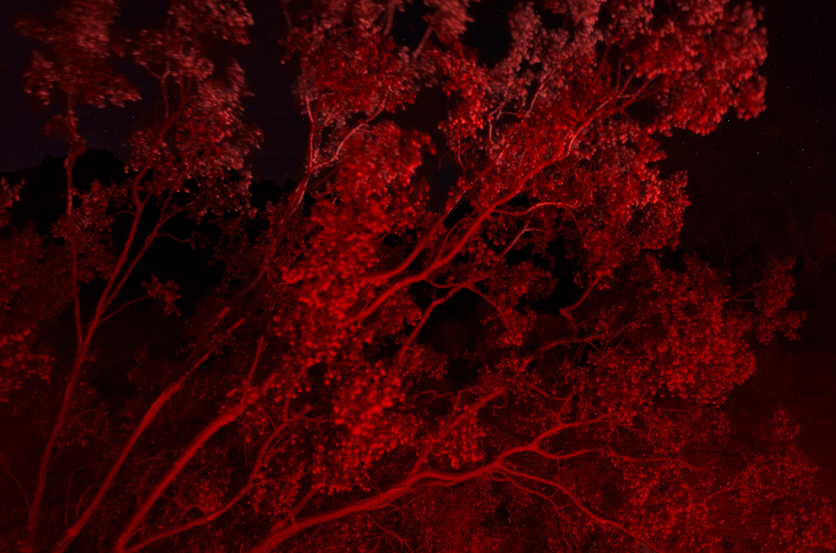 Ugne Pouwell Color Photograph - Red night - Red Monocolor Night Photography, Joshua Tree National Park 