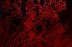 Rote Nacht – Rote Monocolor-Nachtfotografie, Joshua Tree National Park 