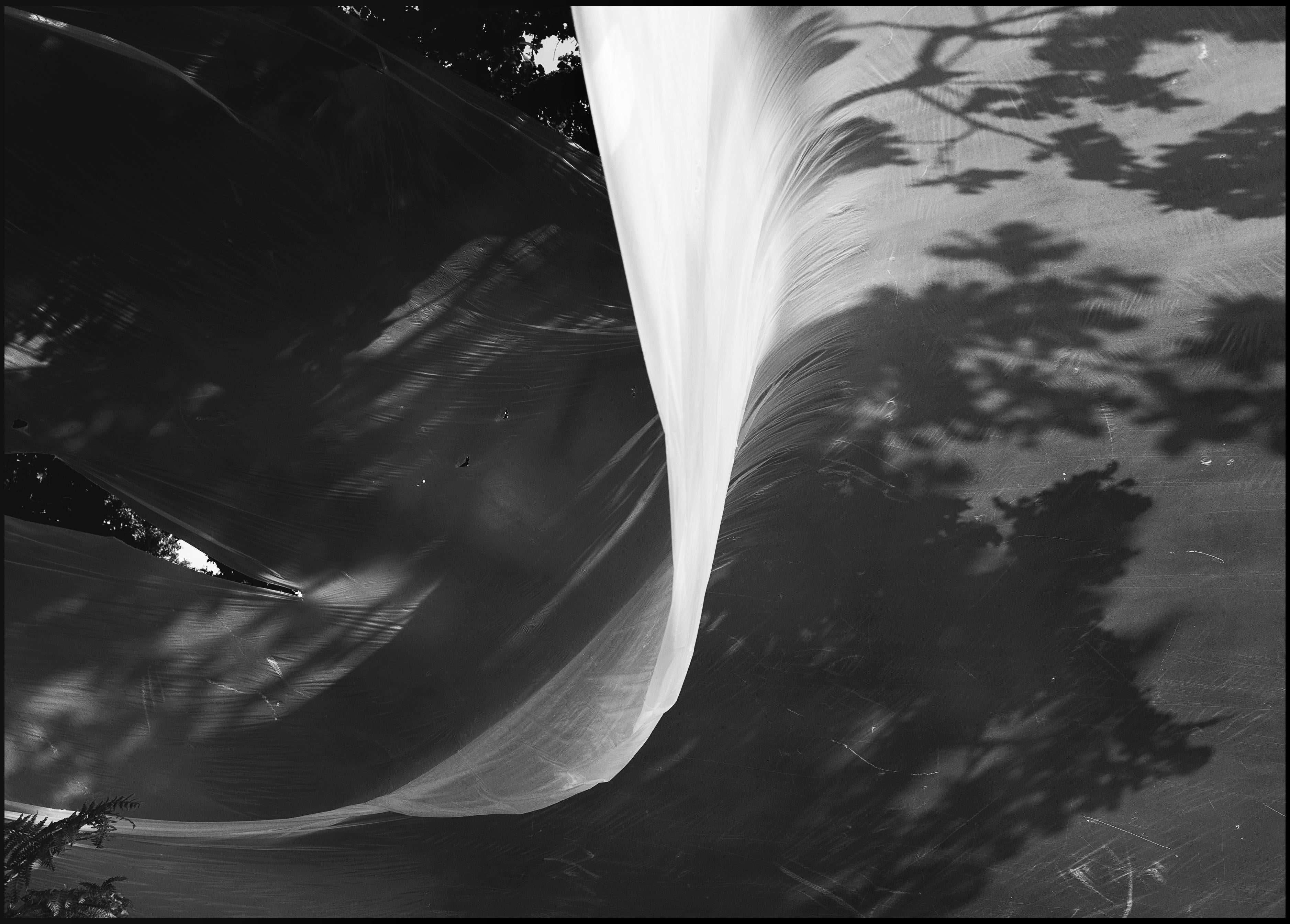 Richmond Fluss – abstrakte Schwarz-Weiß-Fotografie eines dunklen Waldes
