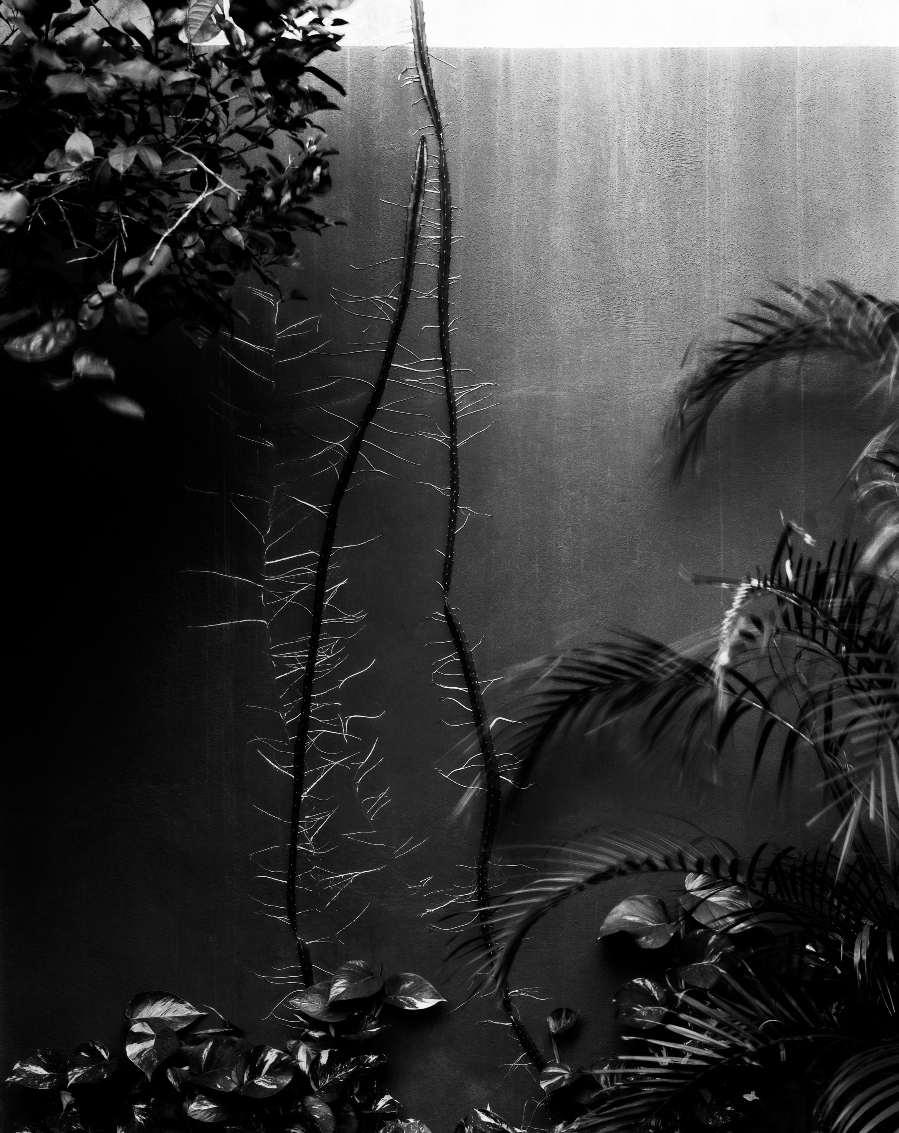 Black and White Photograph di Ugne Pouwell - Whiting - fotografia di natura morta in bianco e nero, edizione limitata di 5 esemplari