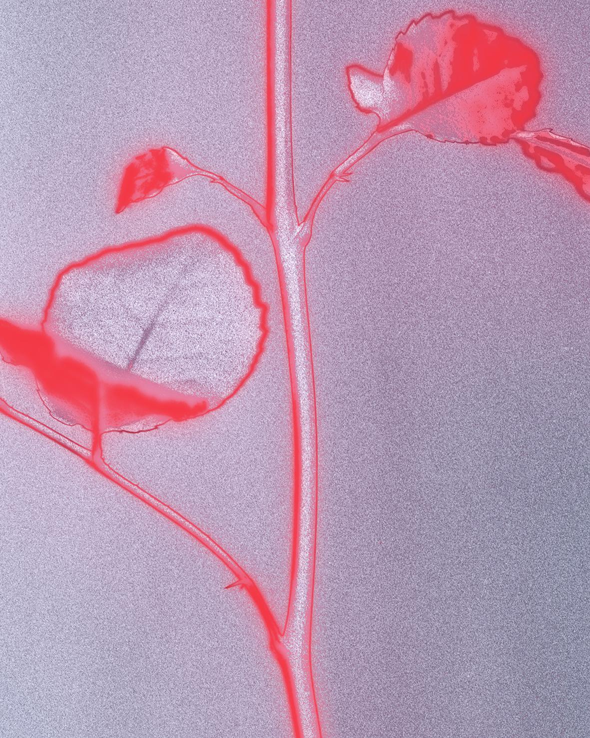 'Rose glow'.

130x166cm édition limitée de 5. 

Il s'agit d'une photographie analogique de nature morte, d'un mix-média contemporain, rose/rouge. 

Utilisation d'un film grand format 4x5 pour capturer la dynamique de la lumière et les magnifiques