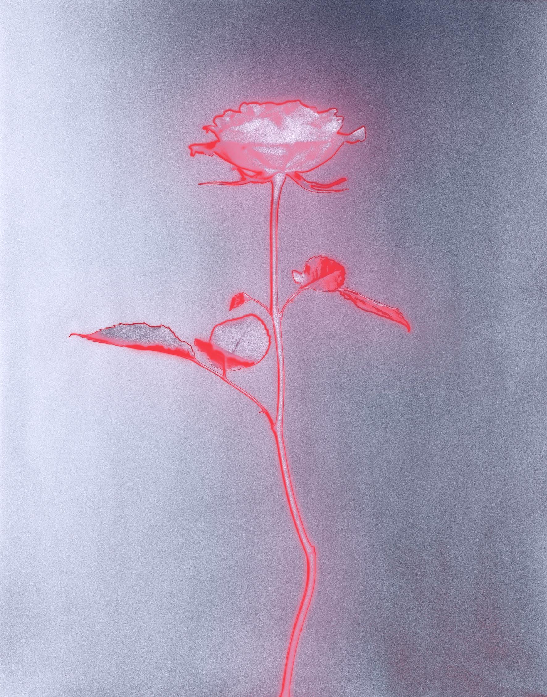 „Rose glow“ eine analoge Stillleben-Fotografie, zeitgenössische Mischtechnik, rosa/rot
