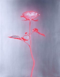'Rose glow' a still-life analogue photograph, contemporary mix media, pink/red