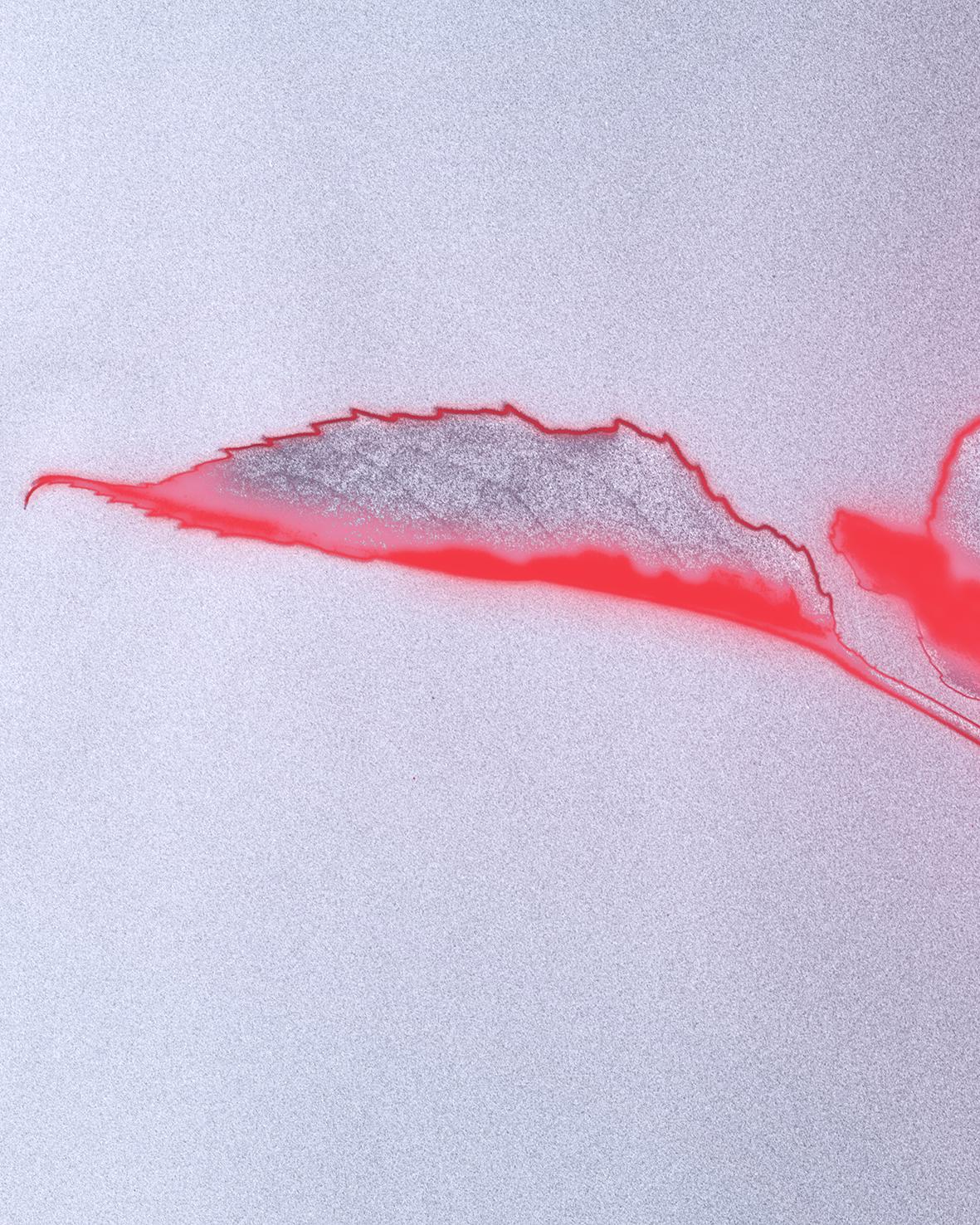 Rose glow - analogue floral abstract photography, limited edition 2 of 20 - Contemporary Photograph by Ugne Pouwell