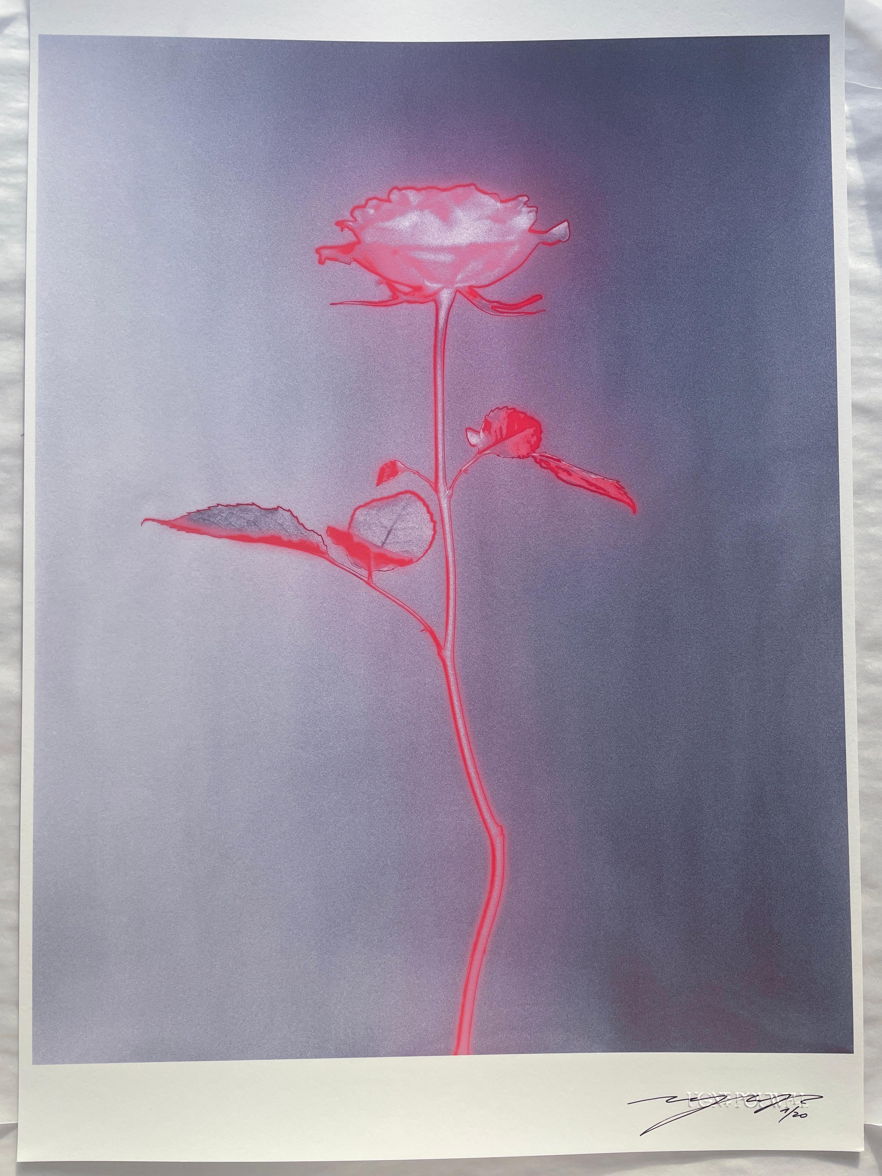 Rose glow - analogue floral abstract photography, limited edition 2 of 20 For Sale 2