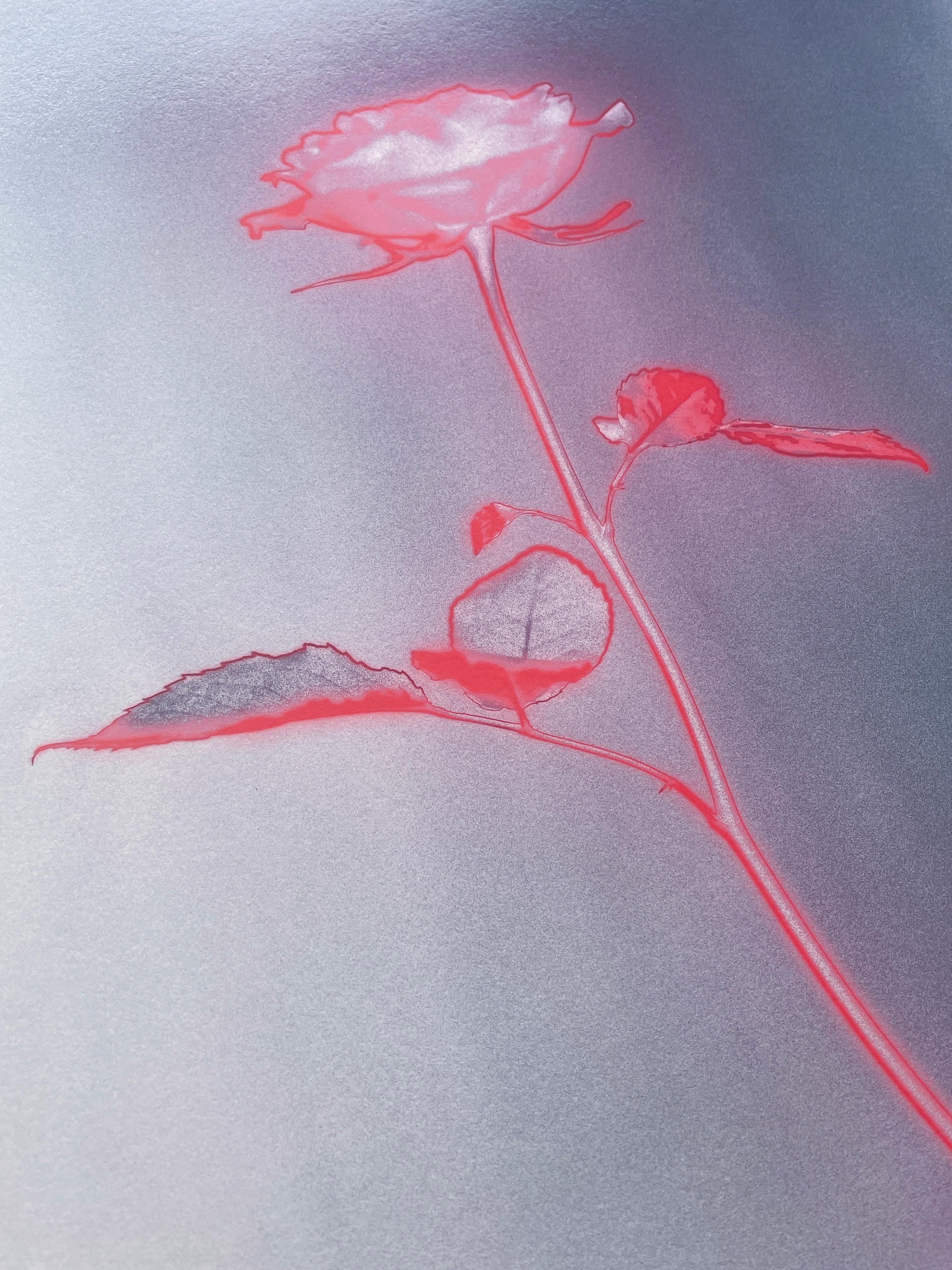 Rose glow - analogue floral abstract photography, limited edition 2 of 20 For Sale 3