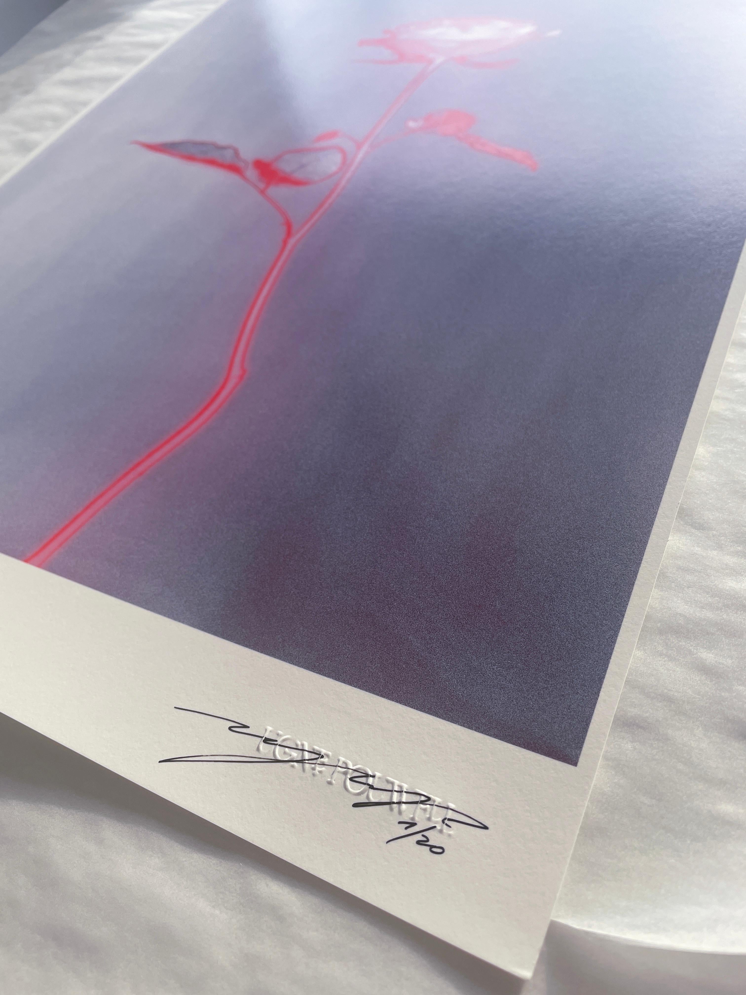 Rose glow - analogue floral abstract photography, limited edition 2 of 20 For Sale 4